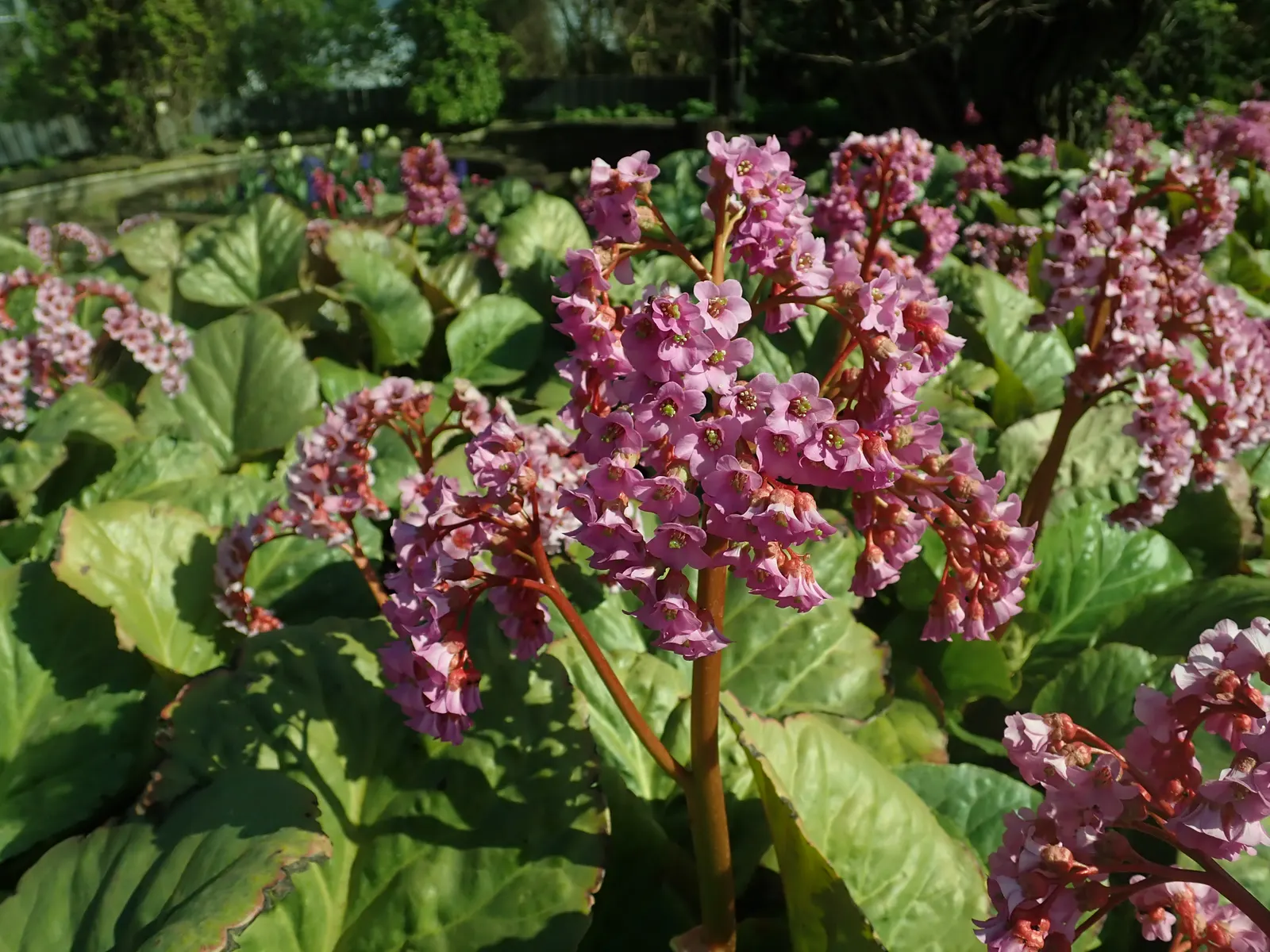 Winter-Blooming Bergenia (Bergenia Crassifolia) — Its leaves often turn a captivating reddish-bronze hue in the fall; pink flowers in the garden