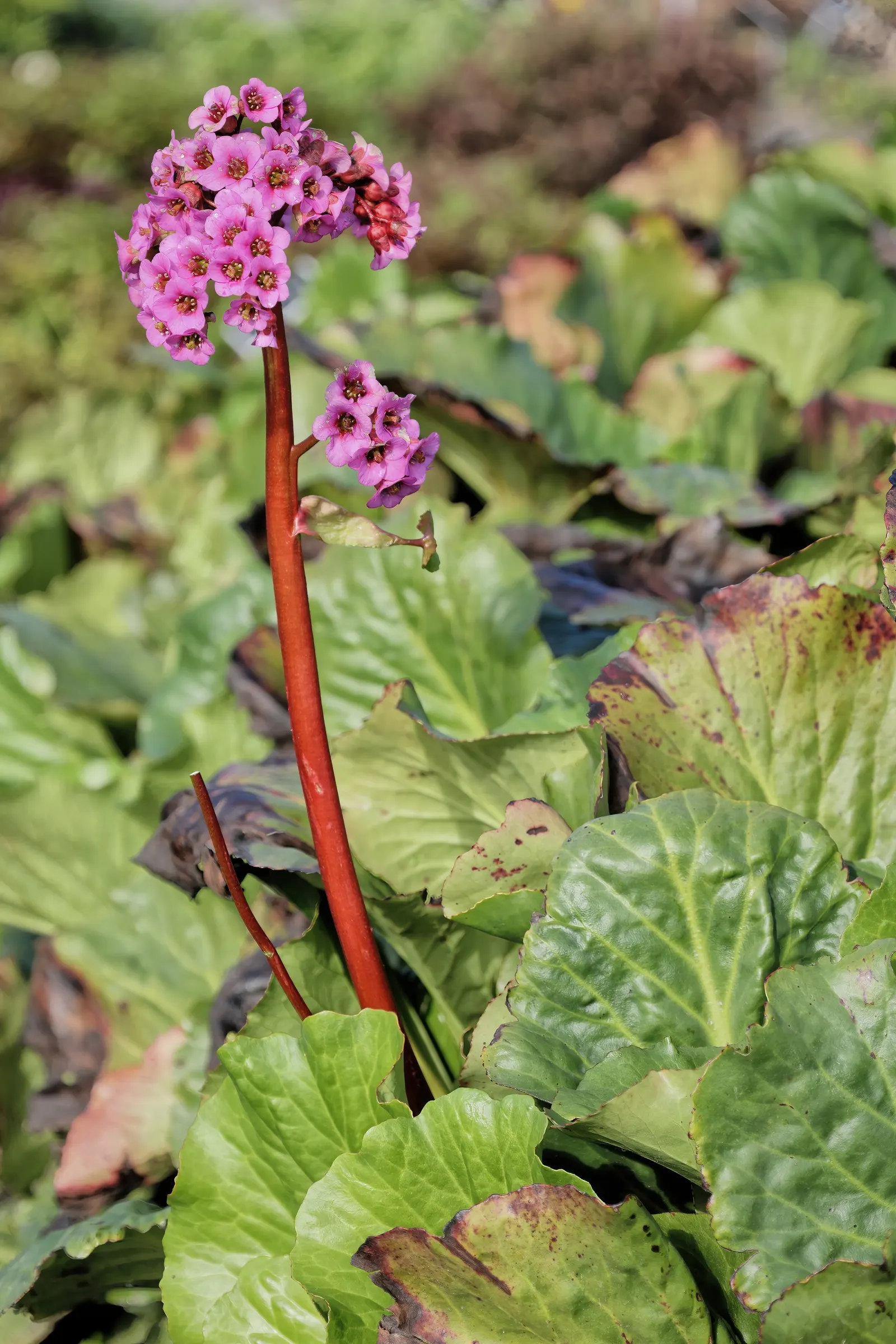 Winter-Blooming Bergenia (Bergenia Crassifolia) — It prefers partially shaded sites but can tolerate full sun conditions in cooler zones; it spans about 12 to