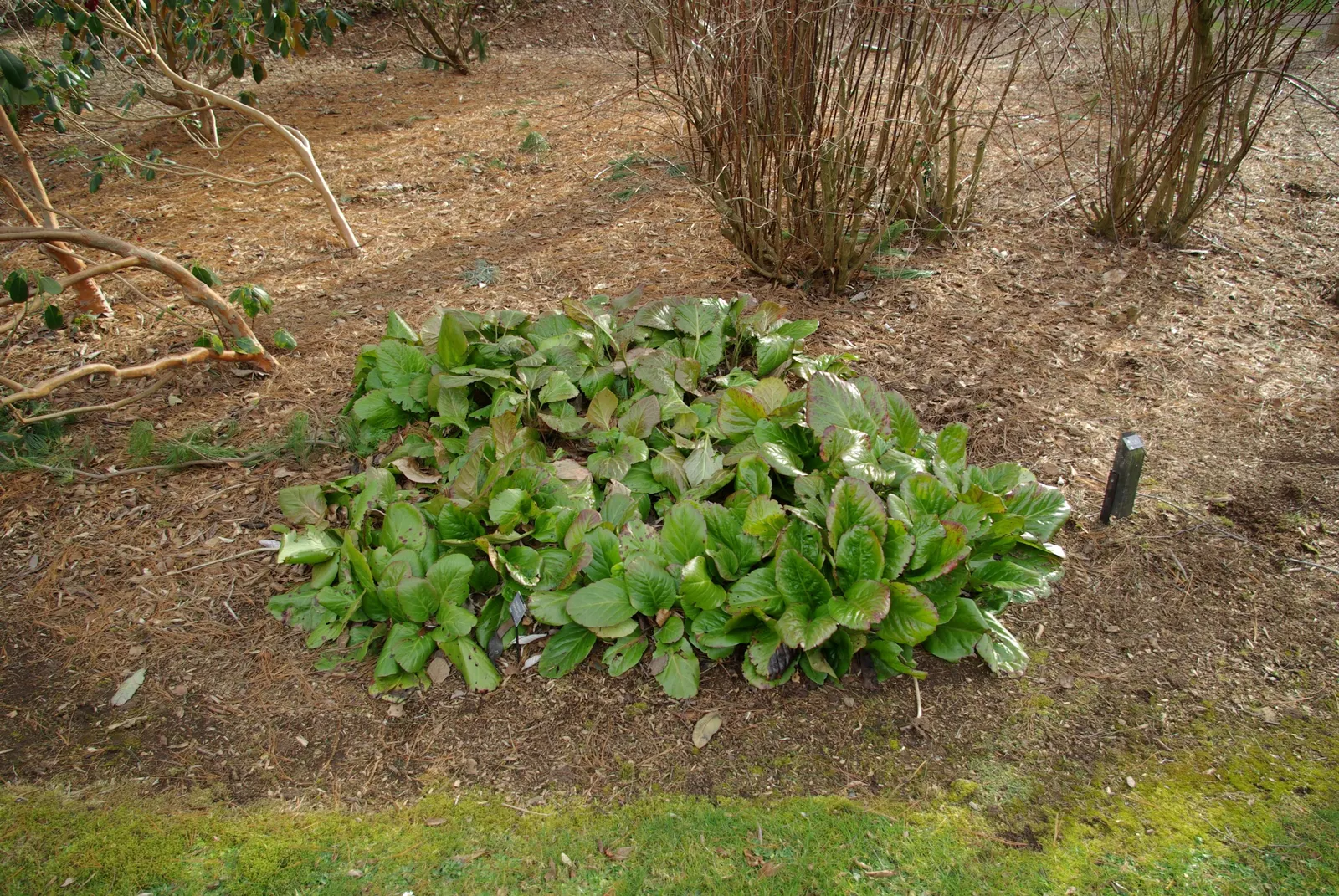 Winter-Blooming Bergenia (Bergenia Crassifolia) — herbaceous perennial that provides color and texture to your garden even during the chill of winter; its