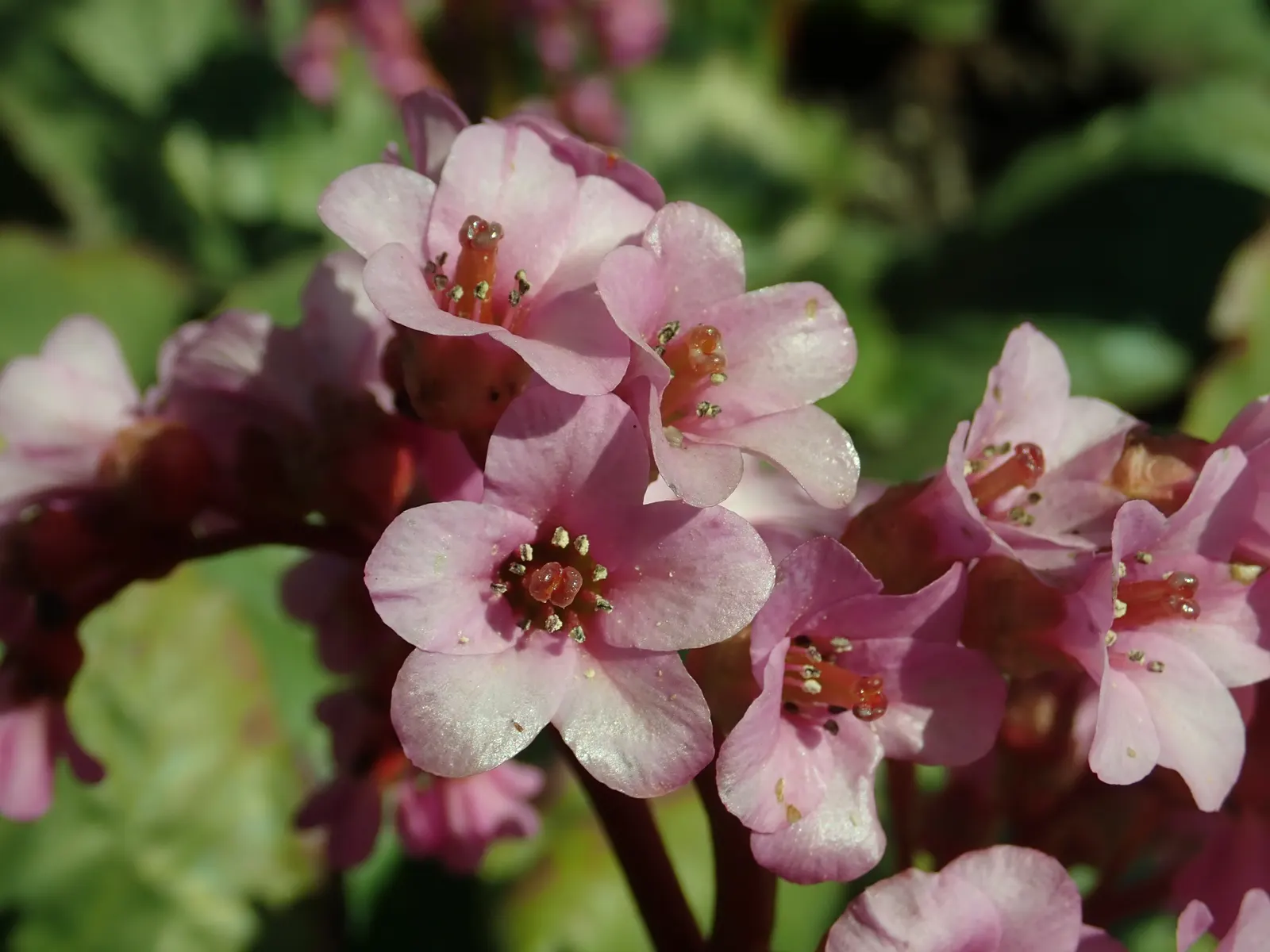 Winter-Blooming Bergenia (Bergenia Crassifolia) — For optimal growth, plant it in a well-drained soil enriched with organic matter; making it an excellent