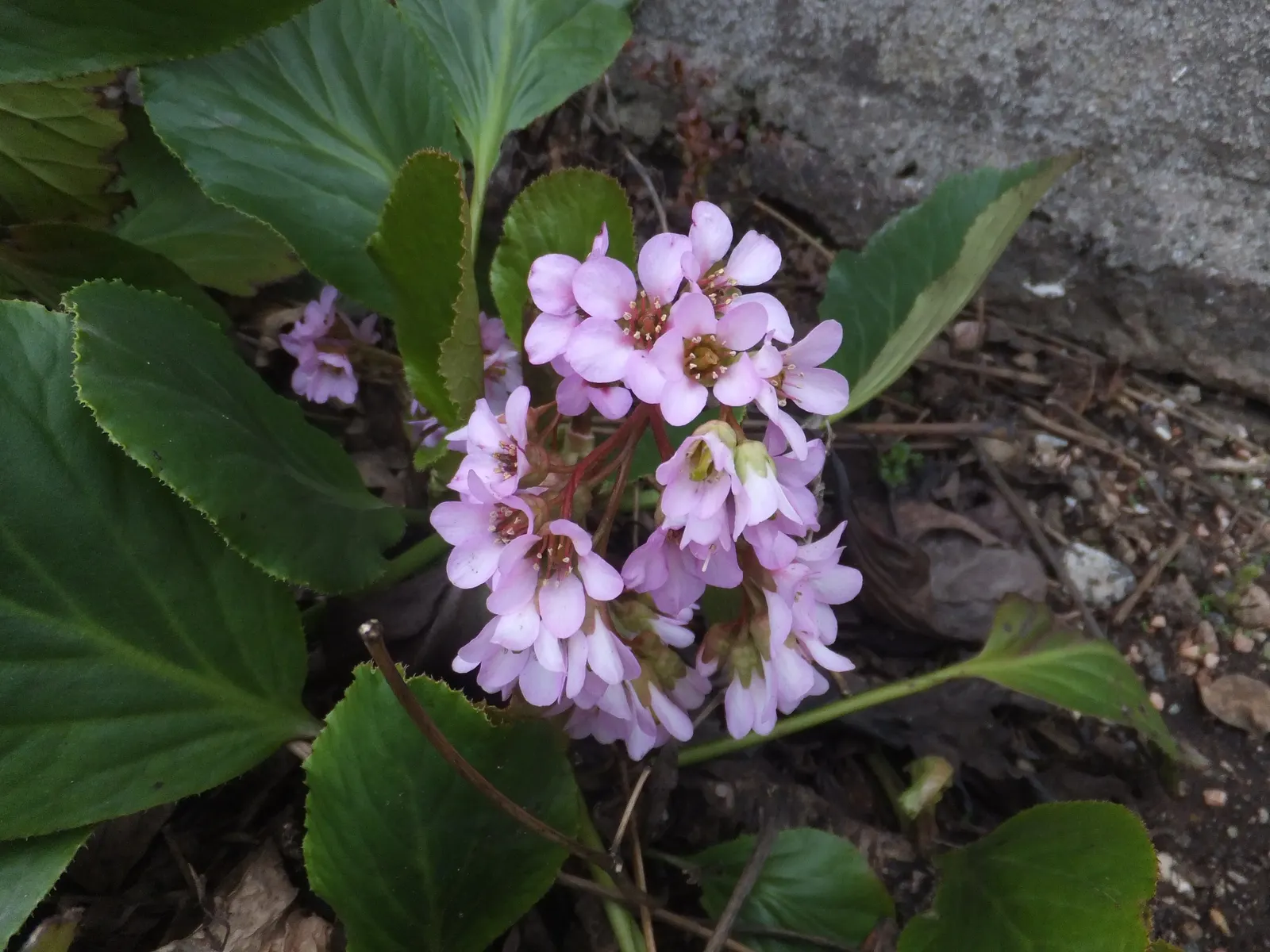 Winter-Blooming Bergenia (Bergenia Crassifolia) — making it an excellent ground cover choice
