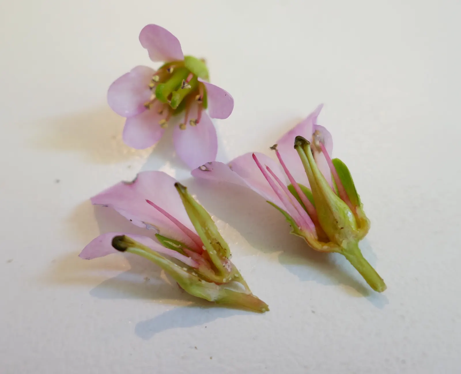 Winter-Blooming Bergenia (Bergenia Crassifolia) — which turn purplish in winter; each roughly 0.75 to 1.5 inches in diameter