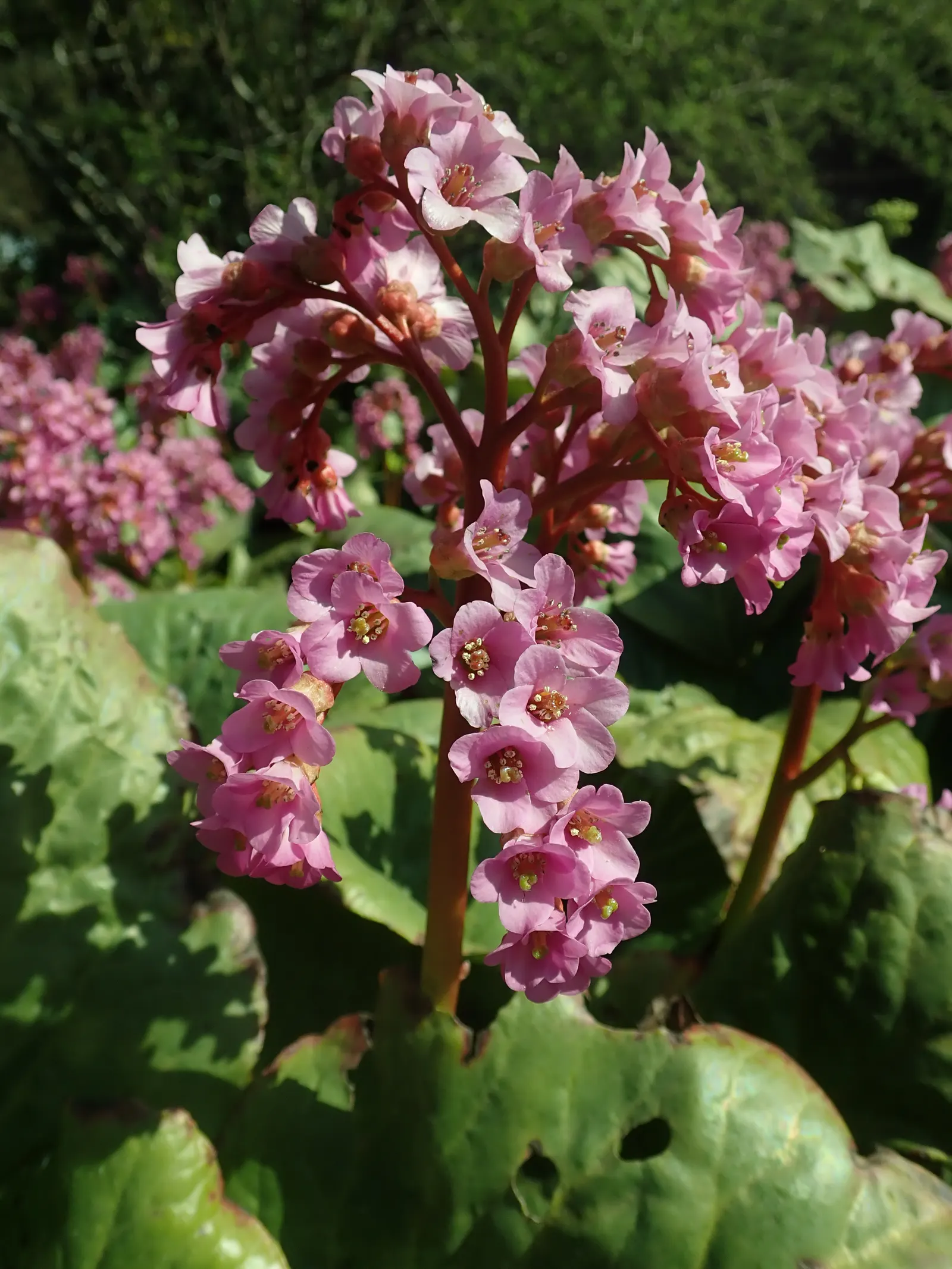 Winter-Blooming Bergenia (Bergenia Crassifolia) — the plant flaunts clusters of magenta-pink flowers; leathery leaves that are evergreen in milder climates and