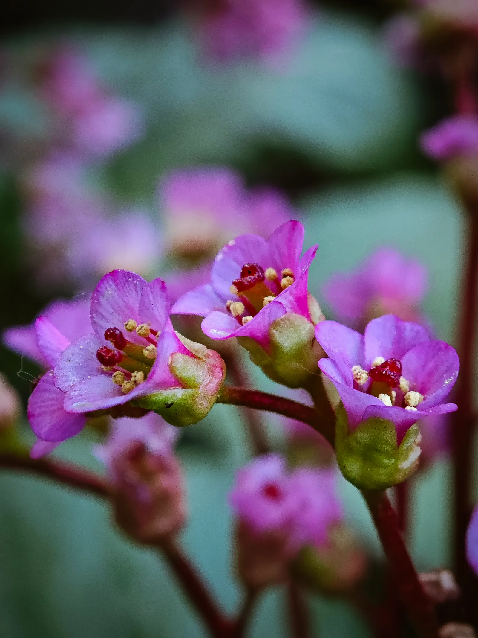 Winter-Blooming Bergenia (Bergenia Crassifolia) — These emerge on stems that can grow to 12 to 18 inches tall