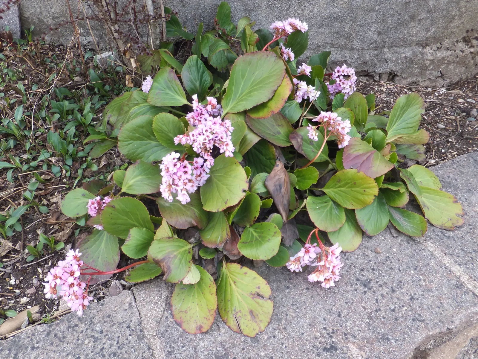 Winter-Blooming Bergenia (Bergenia Crassifolia) — Its leaves often turn a captivating reddish-bronze hue in the fall