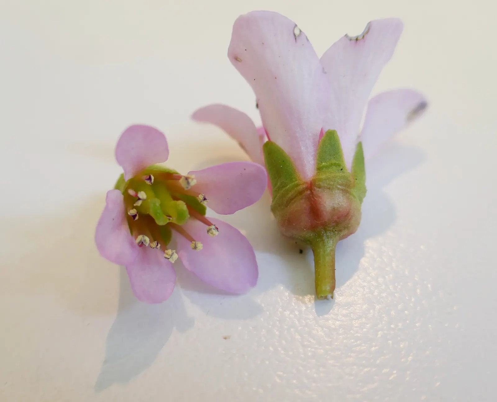 Winter-Blooming Bergenia (Bergenia Crassifolia) — perennial with pink blooms
