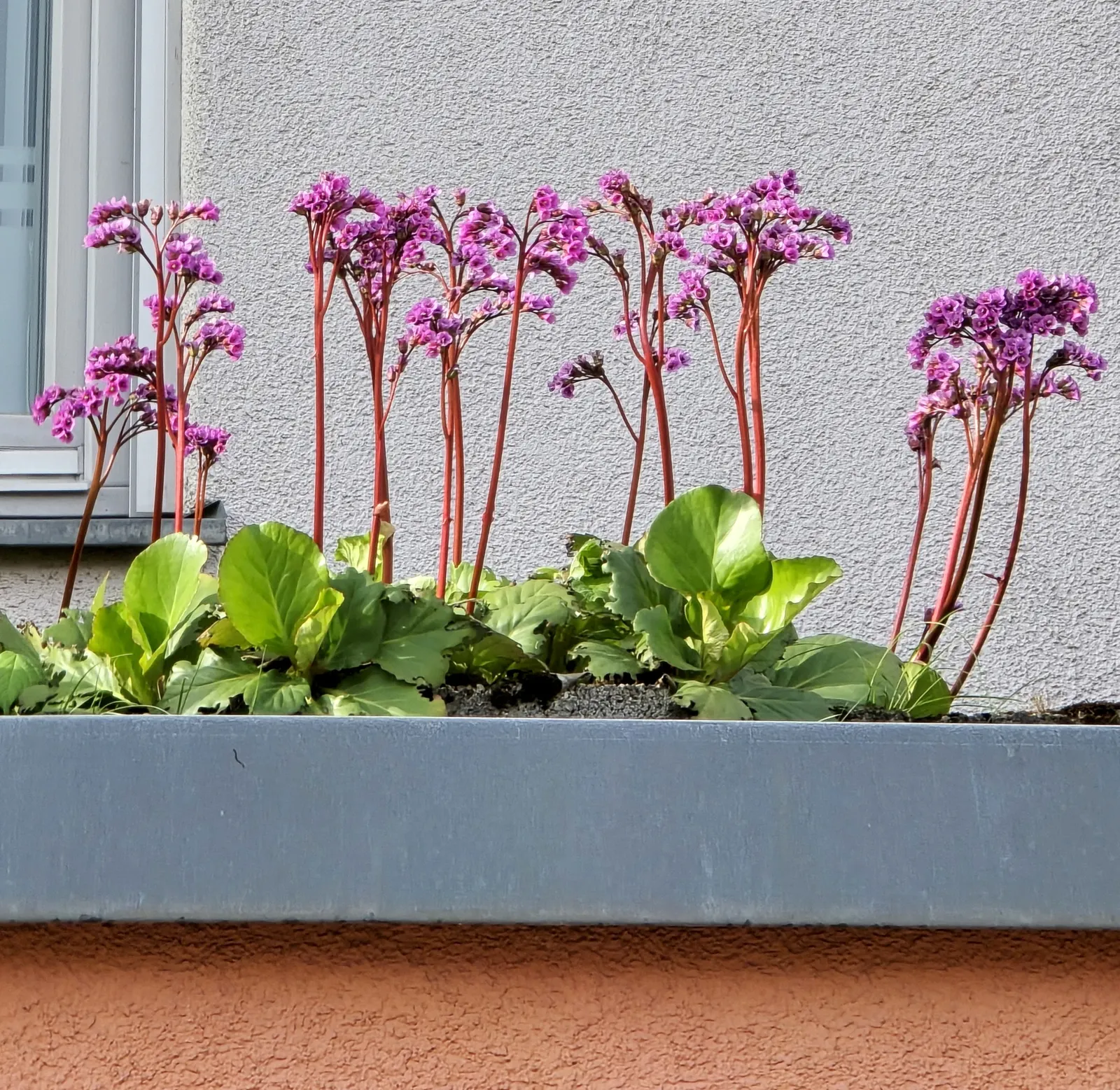 Winter-Blooming Bergenia (Bergenia Crassifolia) — Ideal for borders and ground cover