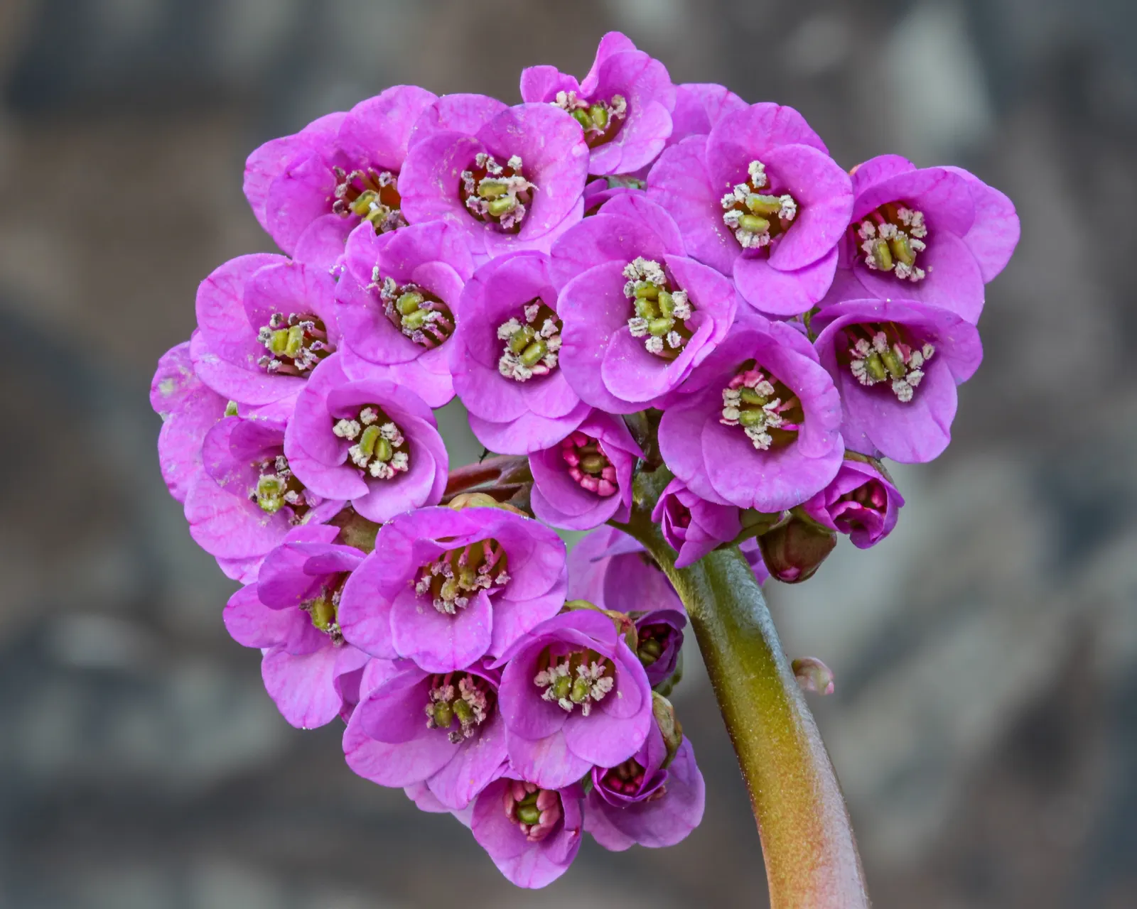Winter-Blooming Bergenia (Bergenia Crassifolia) — which turn purplish in winter