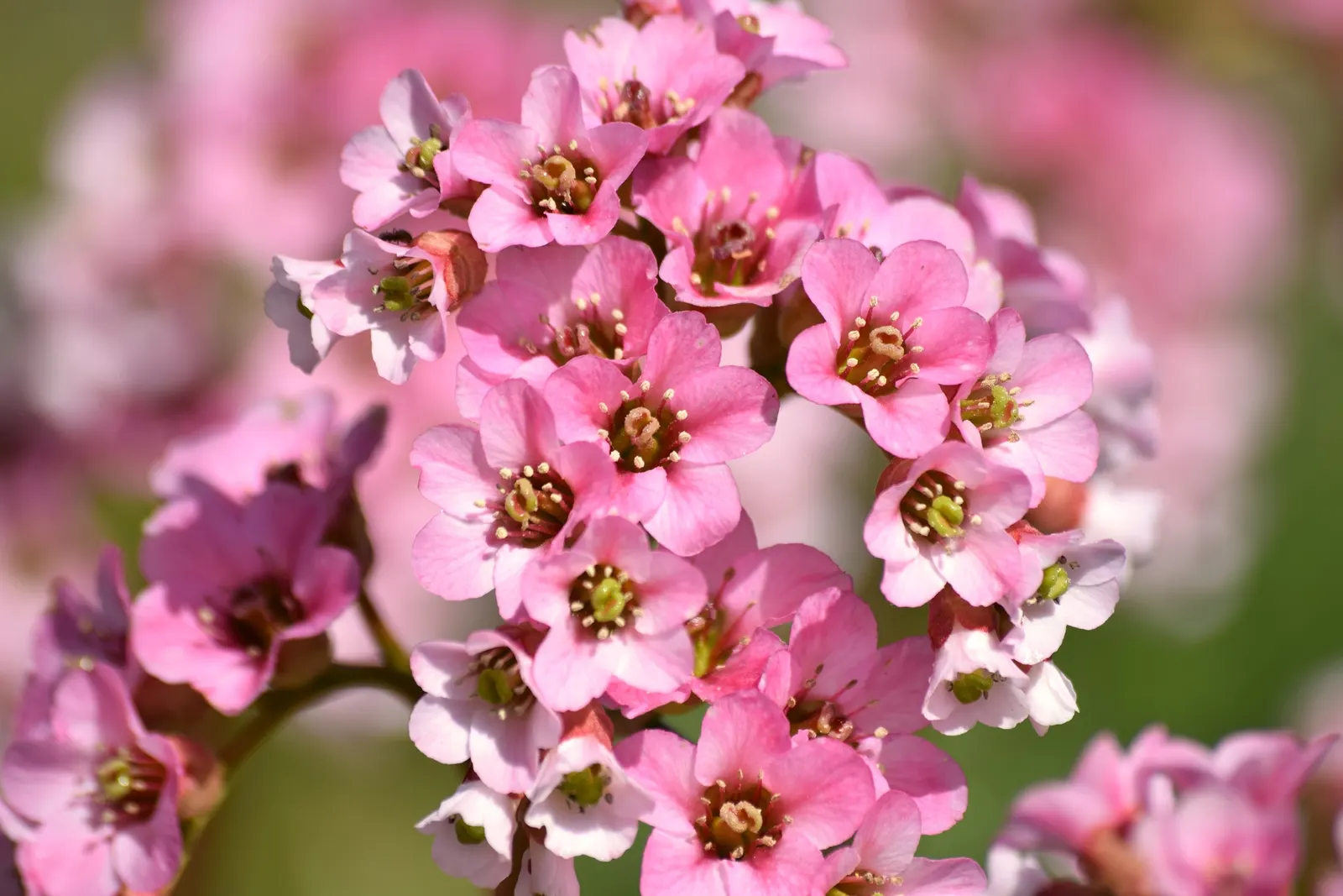 Winter-Blooming Bergenia (Bergenia Crassifolia) — complemented by clusters of pink blooms amid the cold