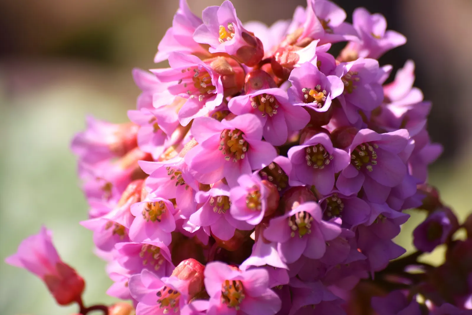 Winter-Blooming Bergenia (Bergenia Crassifolia) — it spans about 12 to 18 inches in height and spreads up to 24 inches