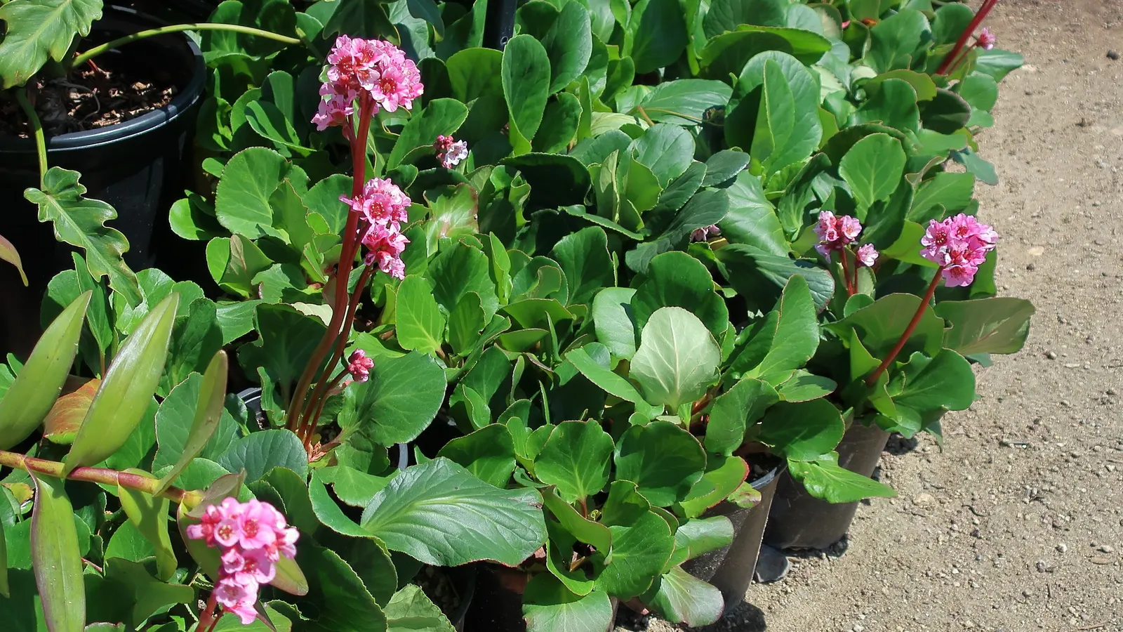 Winter-Blooming Bergenia (Bergenia Crassifolia) — This hardy perennial thrives in USDA zones 3-8, preferring partial shade