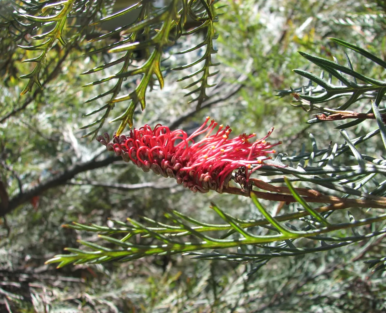 Red Hooks Grevillea (Grevillea 'Red Hooks') — Grevillea 'Red Hooks' is an evergreen shrub