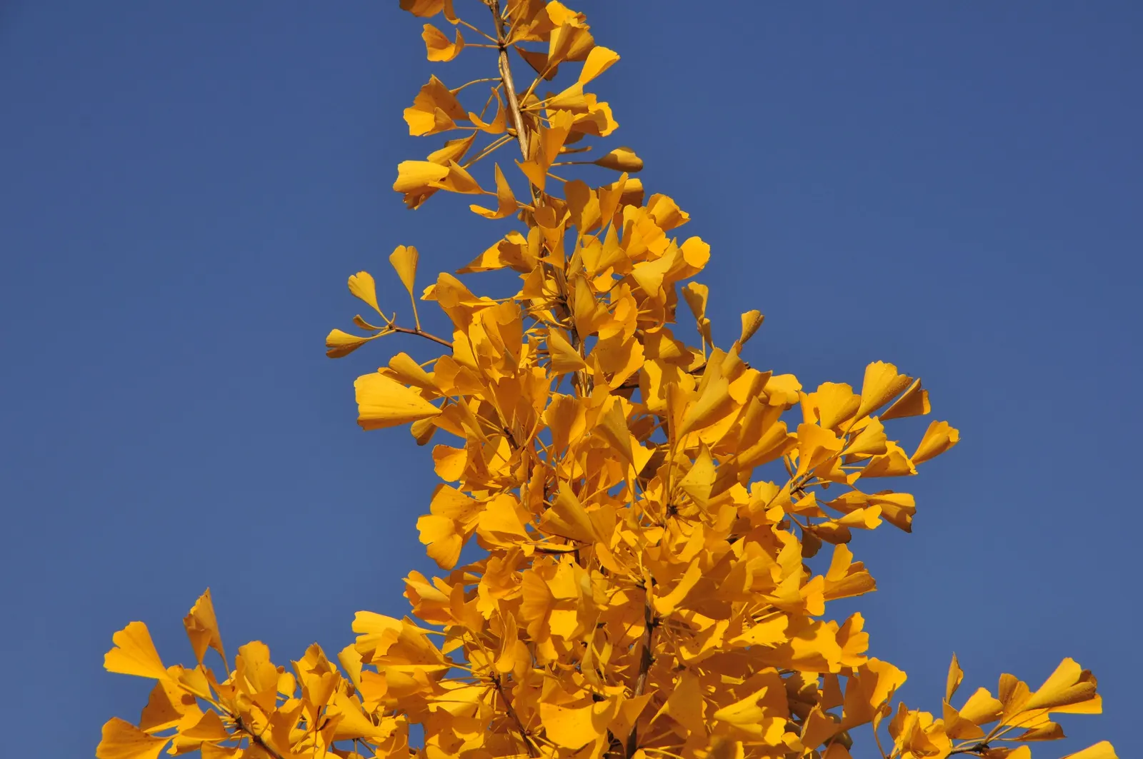 Autumn Gold Ginkgo Tree (Ginkgo biloba 'Autumn Gold') — Tolerant of various soil conditions and urban pollution