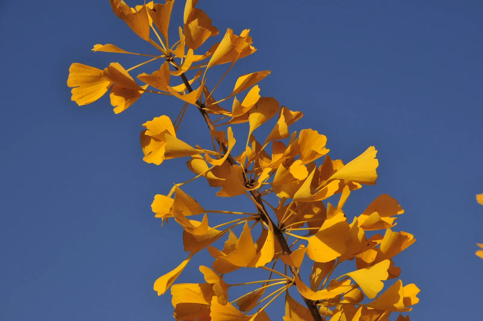 Autumn Gold Ginkgo Tree (Ginkgo biloba 'Autumn Gold') — providing robust longevity and seasonal interest for both traditional and contemporary landscapes