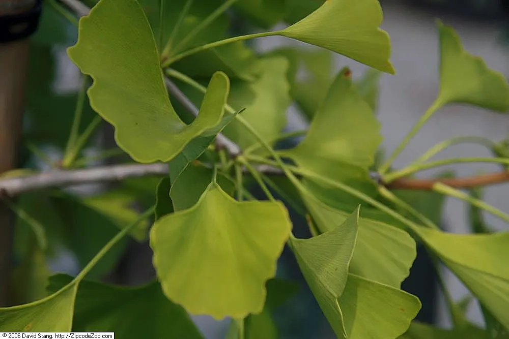 Autumn Gold Ginkgo Tree (Ginkgo biloba 'Autumn Gold') — This hardy male cultivar matures to 40-50 ft