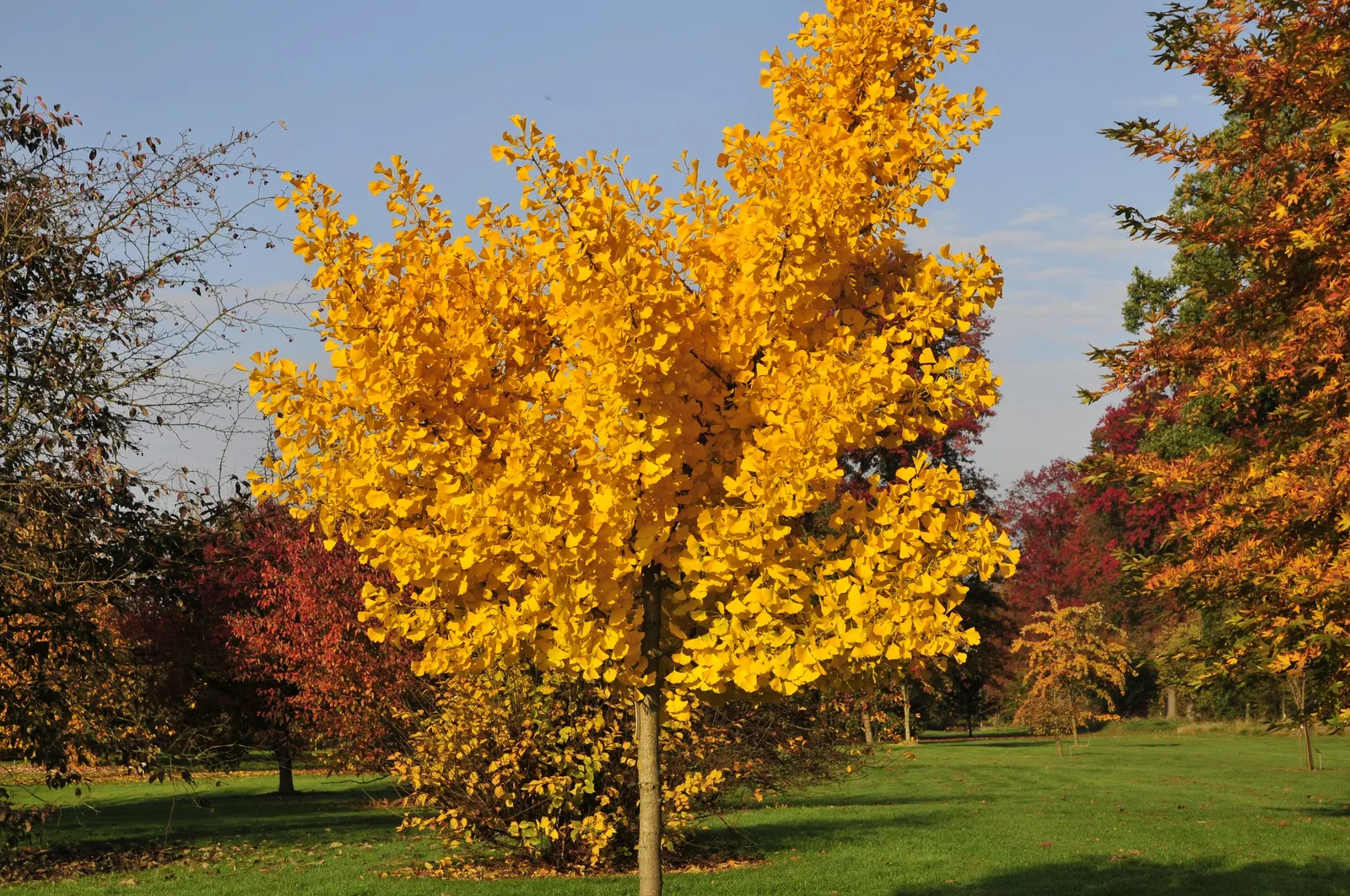 Autumn Gold Ginkgo Tree (Ginkgo biloba 'Autumn Gold') — The Autumn Gold Ginkgo (Ginkgo biloba 'Autumn Gold')