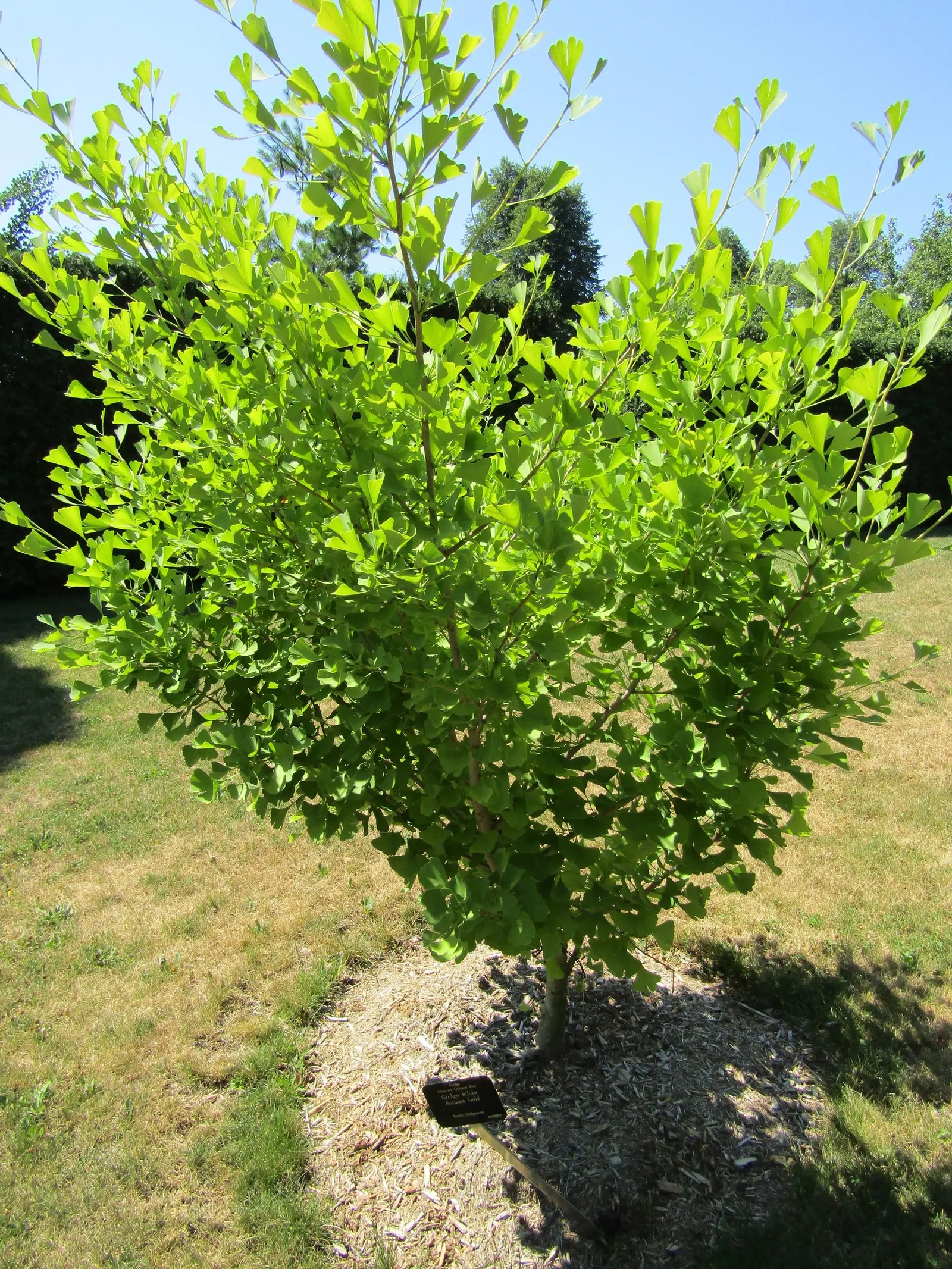 Autumn Gold Ginkgo Tree (Ginkgo biloba 'Autumn Gold') — scientifically named Ginkgo biloba 'Autumn Gold'
