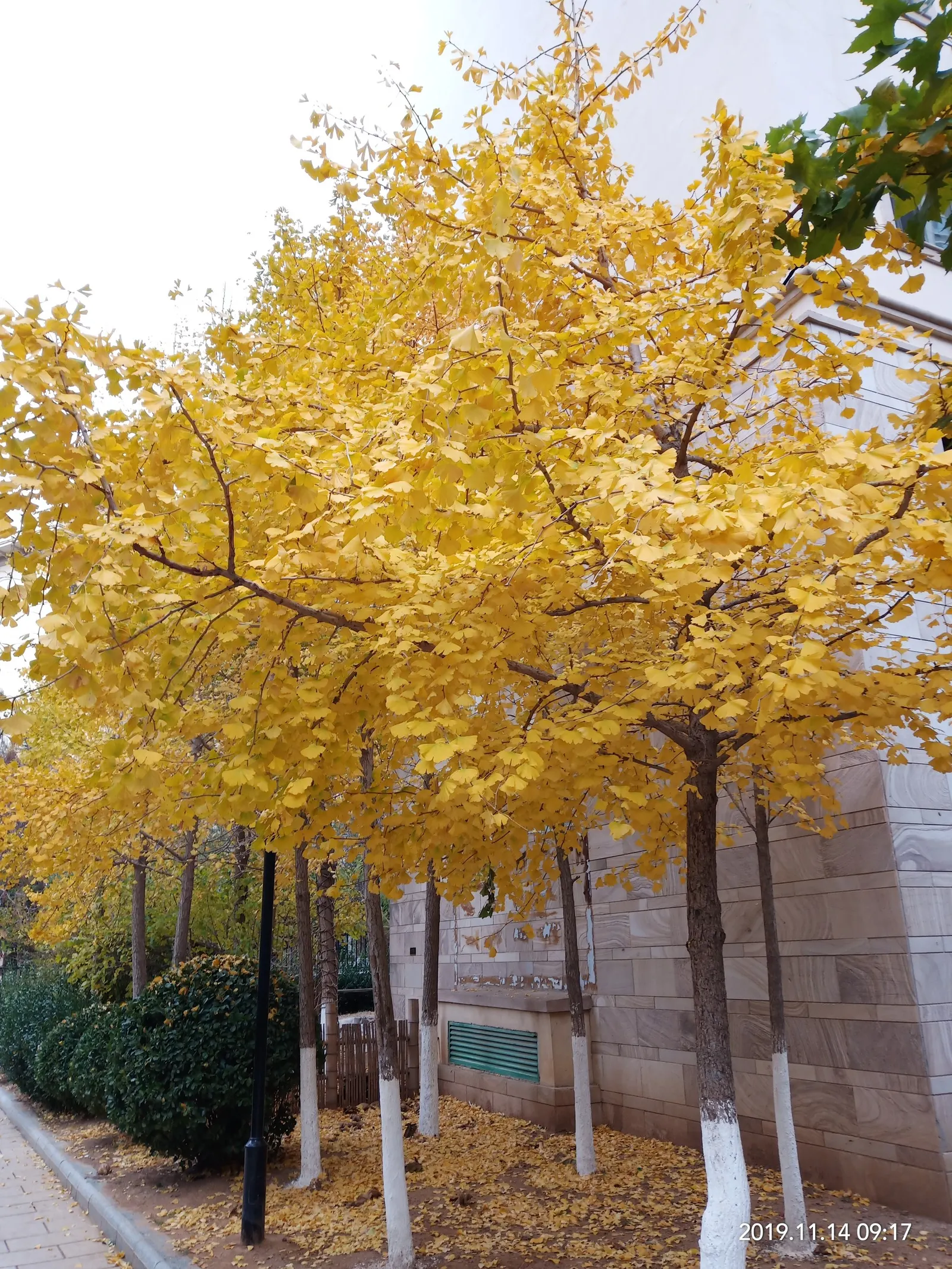 Autumn Gold Ginkgo Tree (Ginkgo biloba 'Autumn Gold') — is valued for its uniform growth and radiant golden fall foliage