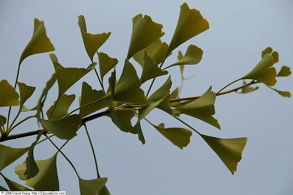 Autumn Gold Ginkgo Tree (Ginkgo biloba 'Autumn Gold') — it's pest-resistant and low-maintenance
