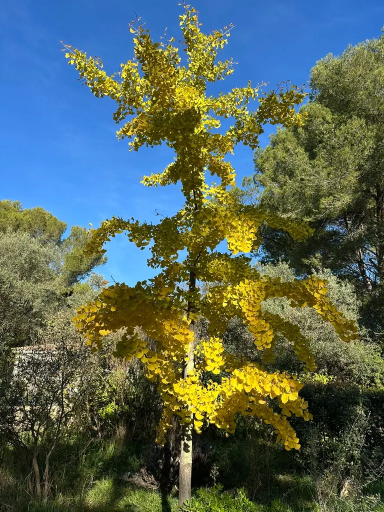 Autumn Gold Ginkgo Tree (Ginkgo biloba 'Autumn Gold') — spread, ideal for residential streets