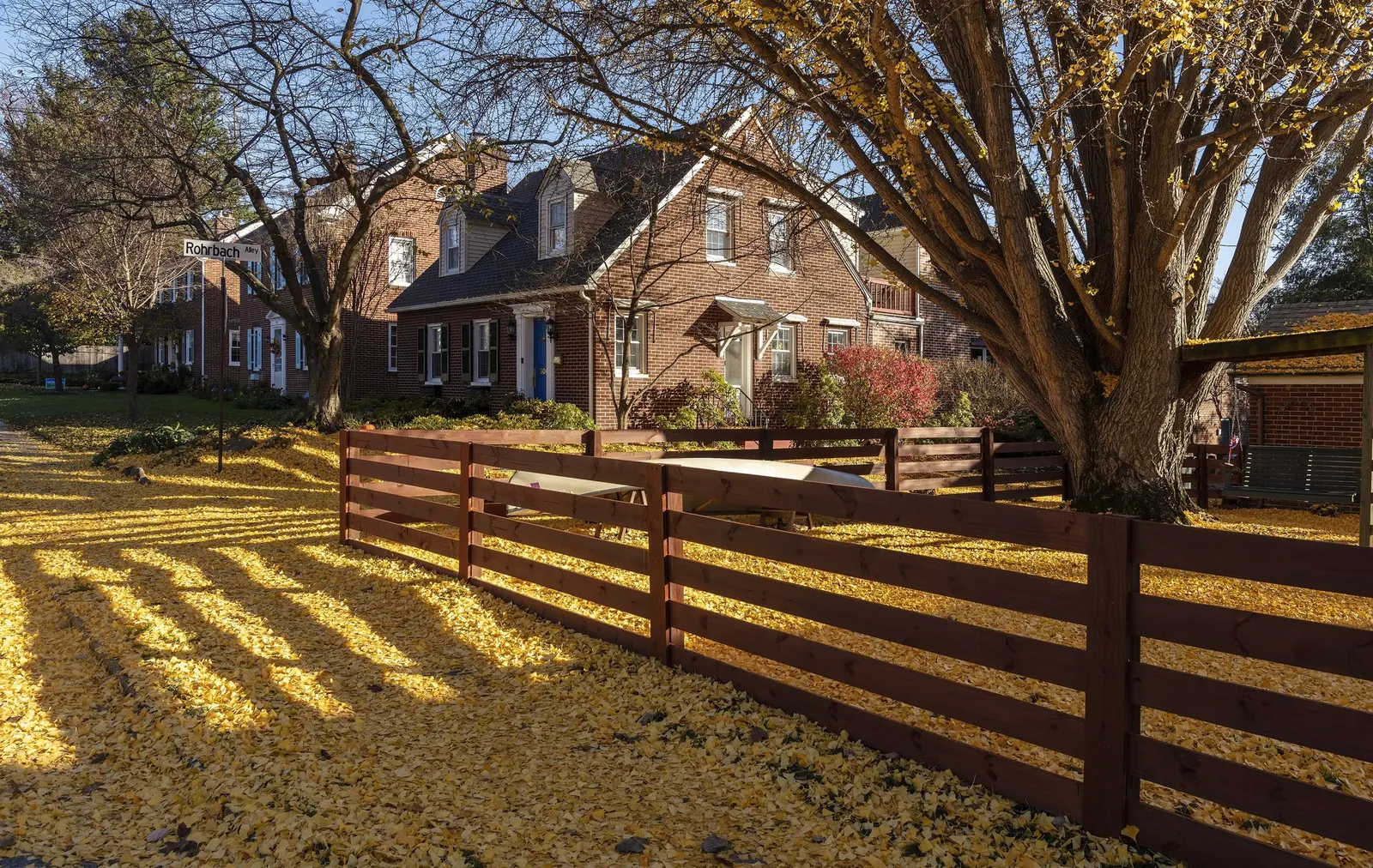 Autumn Gold Ginkgo Tree (Ginkgo biloba 'Autumn Gold') — which means it's free of the malodorous fruits associated with female ginkgos
