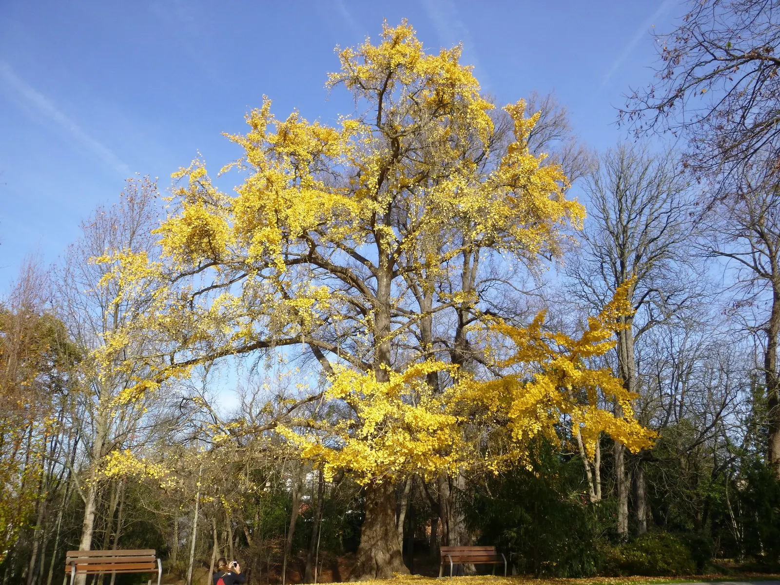 Autumn Gold Ginkgo Tree (Ginkgo biloba 'Autumn Gold') — spacing should account for its mature canopy