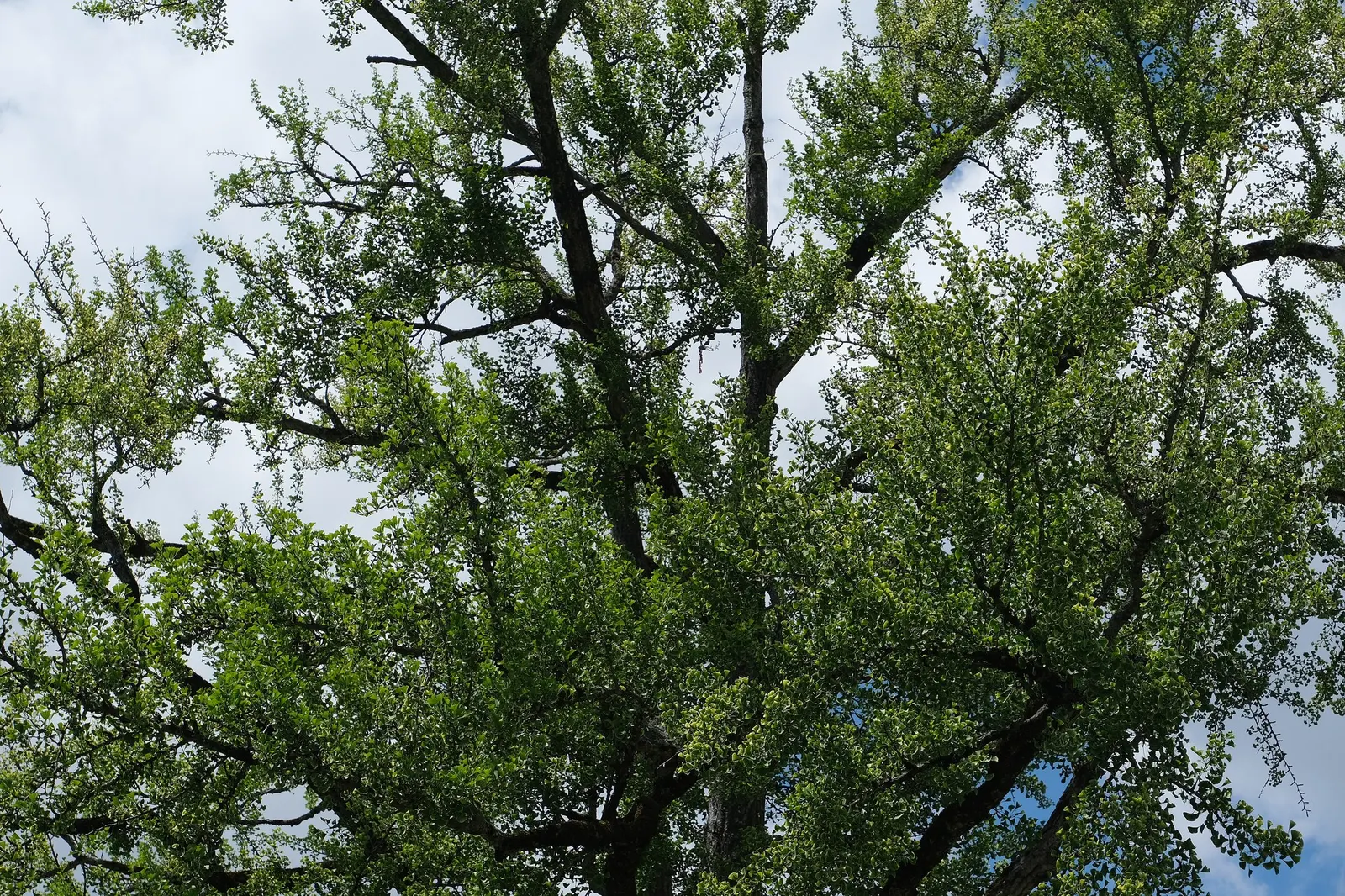 Autumn Gold Ginkgo Tree (Ginkgo biloba 'Autumn Gold') — broadly conical growth habit