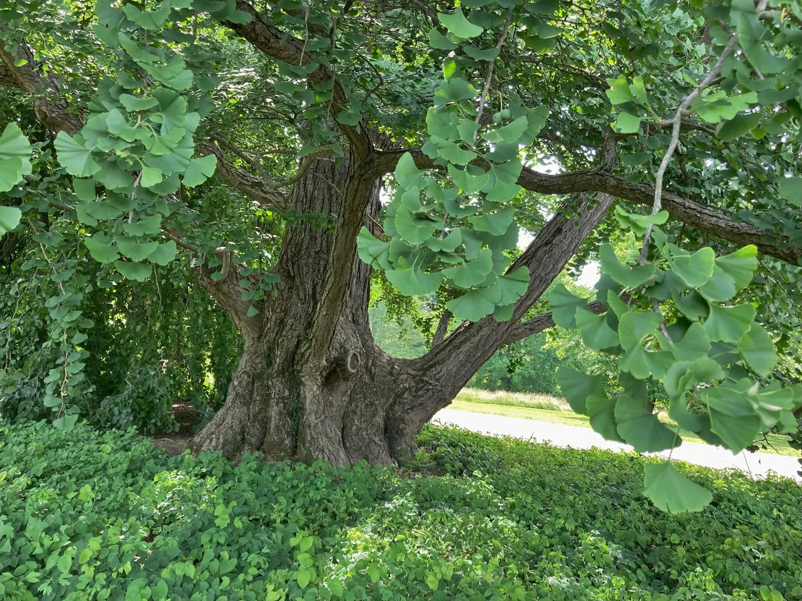 Autumn Gold Ginkgo Tree (Ginkgo biloba 'Autumn Gold') — spread, ideal for residential streets; the Autumn Gold Ginkgo (Ginkgo biloba 'Autumn Gold')