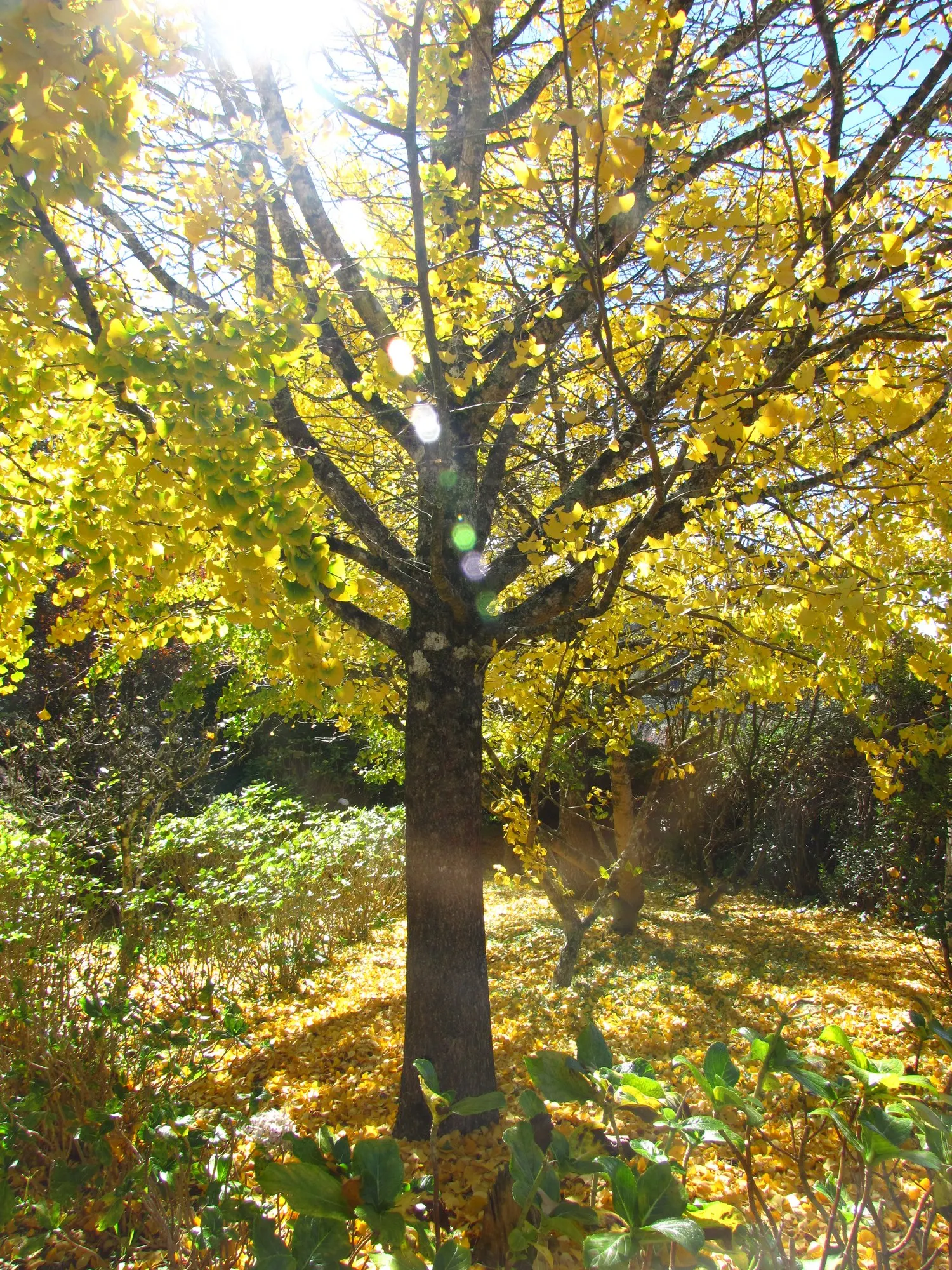 Autumn Gold Ginkgo Tree (Ginkgo biloba 'Autumn Gold') — Tolerant of various soil conditions and urban pollution; scientifically named Ginkgo biloba 'Autumn