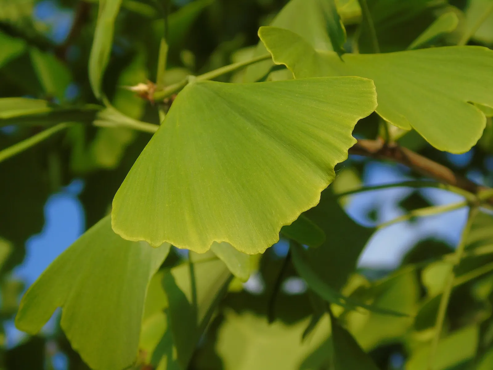 Autumn Gold Ginkgo Tree (Ginkgo biloba 'Autumn Gold') — giving the 'Autumn Gold' its name and providing a striking display against the autumnal landscape