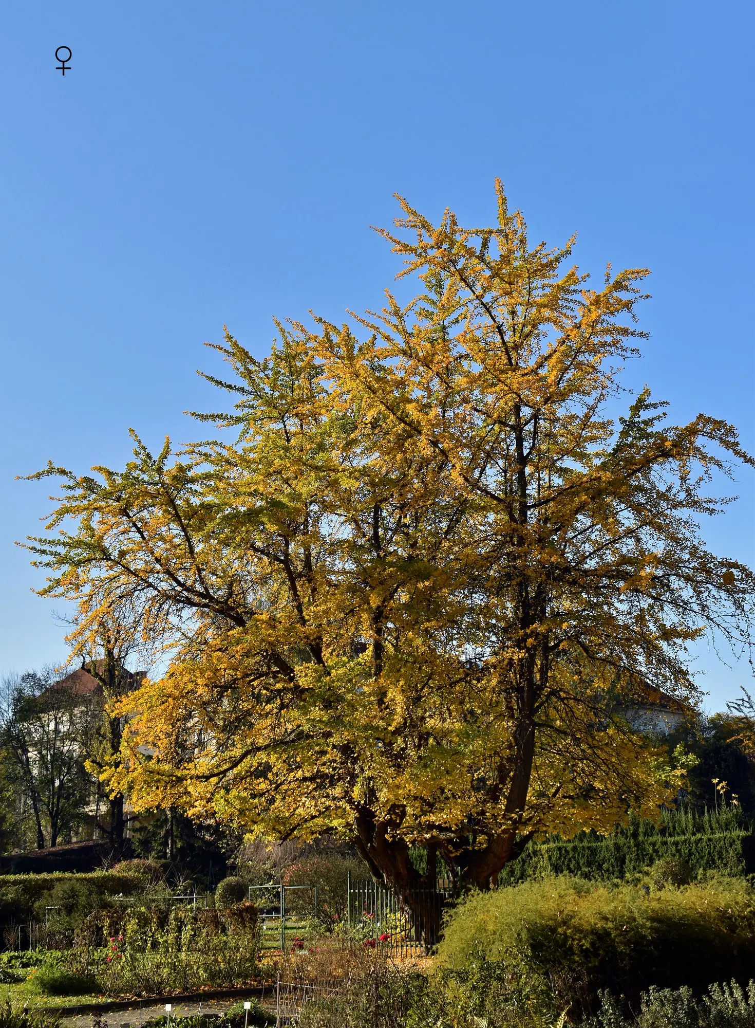 Autumn Gold Ginkgo Tree (Ginkgo biloba 'Autumn Gold') — is valued for its uniform growth and radiant golden fall foliage; and a wide range of soil types