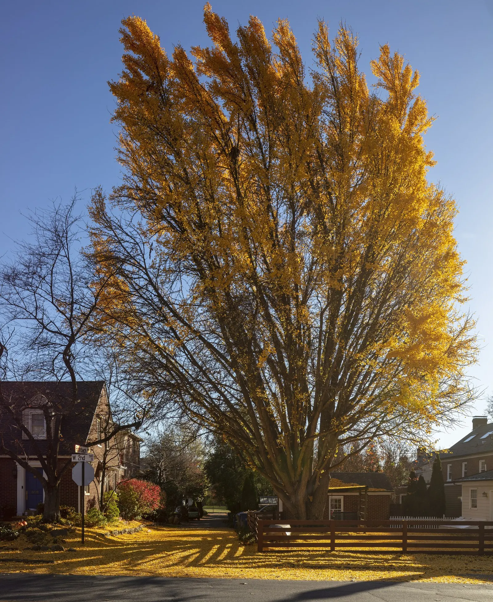 Autumn Gold Ginkgo Tree (Ginkgo biloba 'Autumn Gold') — The tree demonstrates a symmetrical