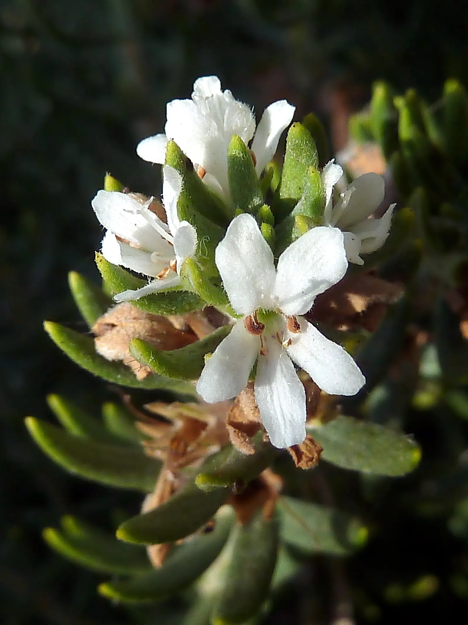 Coast Rosemary (Westringia fruticosa) — this robust plant typically grows to 4-6 feet in height and width; requires minimal watering