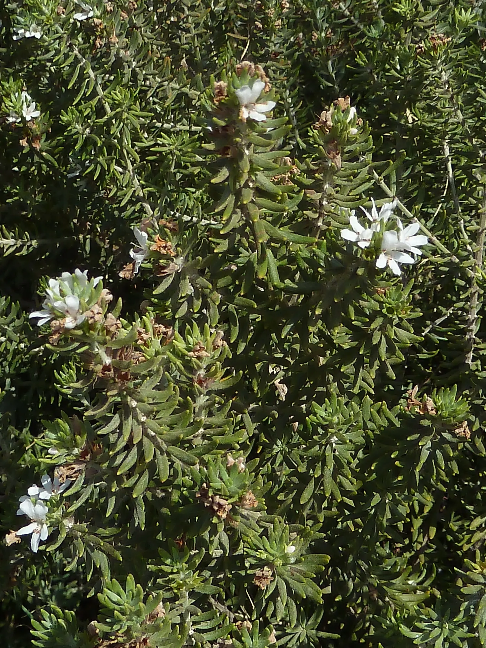 Coast Rosemary (Westringia fruticosa) — making it an excellent candidate for water-wise landscaping.<br><br>When incorporating into garden designs