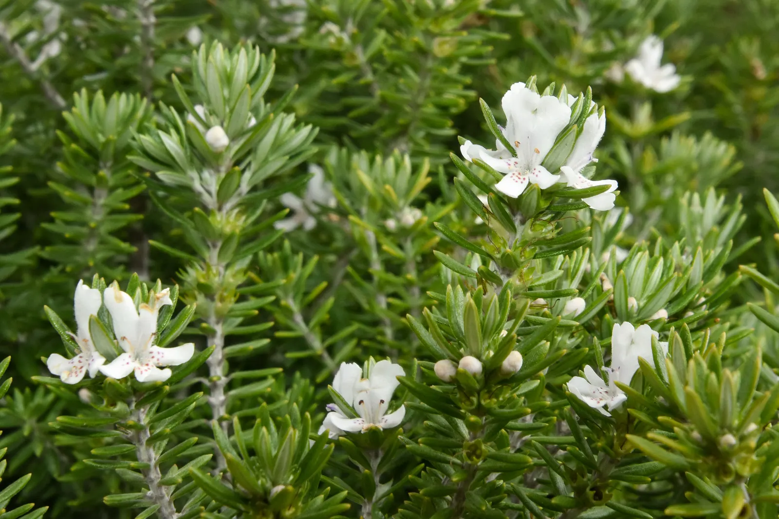 Coast Rosemary (Westringia fruticosa) — Originating from Australia