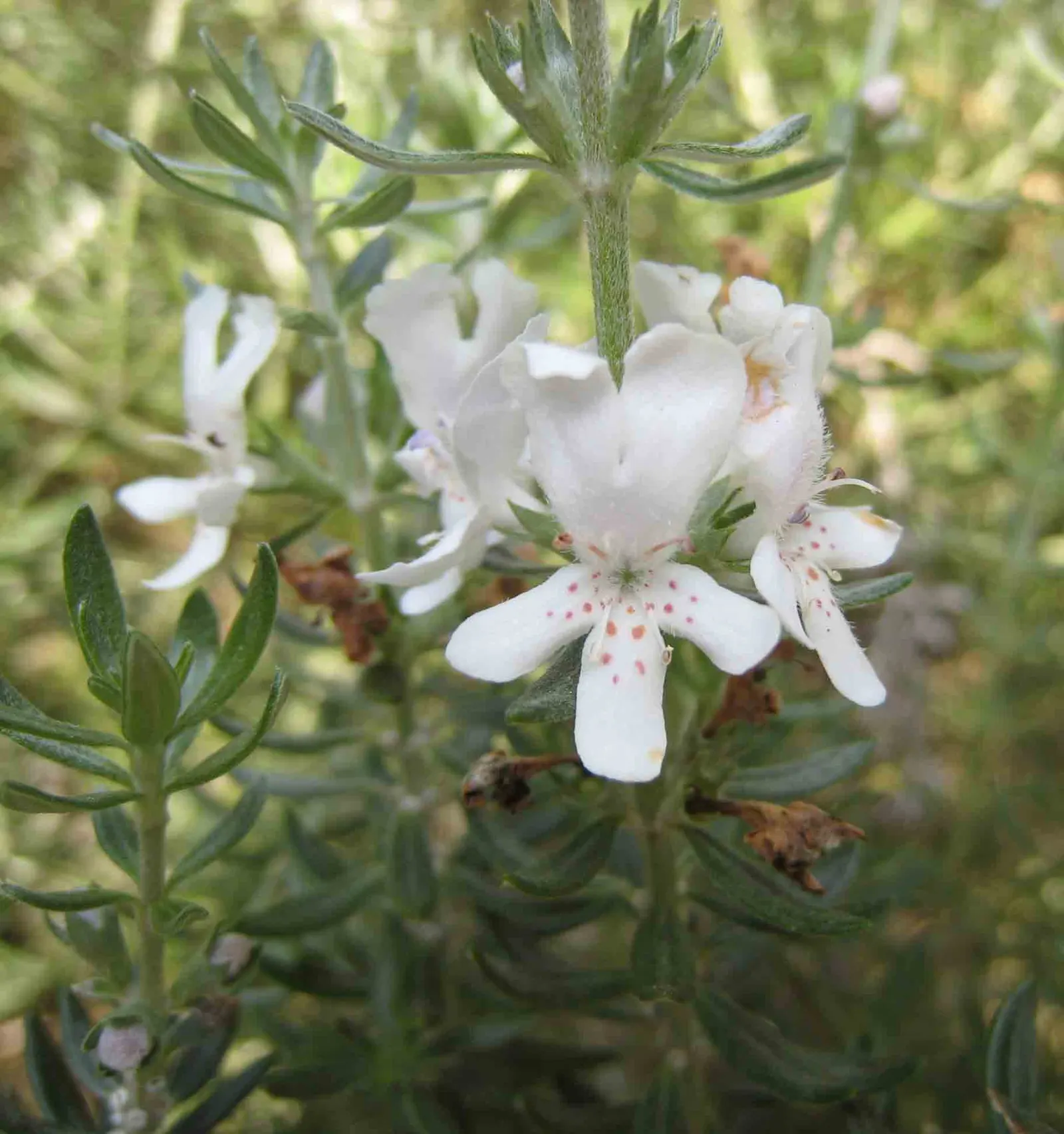 Coast Rosemary (Westringia fruticosa) — Prune lightly to maintain shape