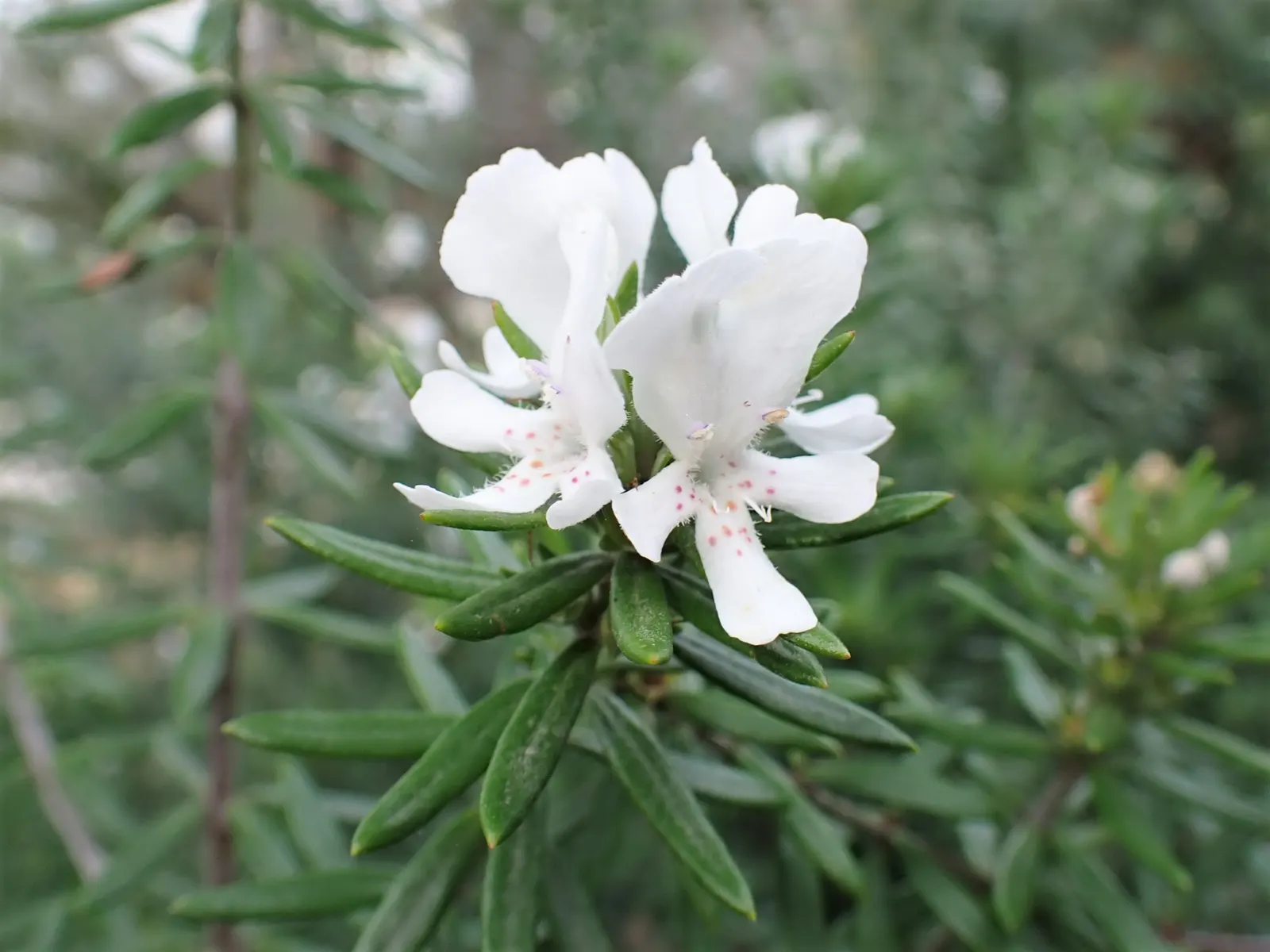 Coast Rosemary (Westringia fruticosa) — Westringia fruticosa serves excellently as a low-maintenance hedge; offering year-round foliage and structure