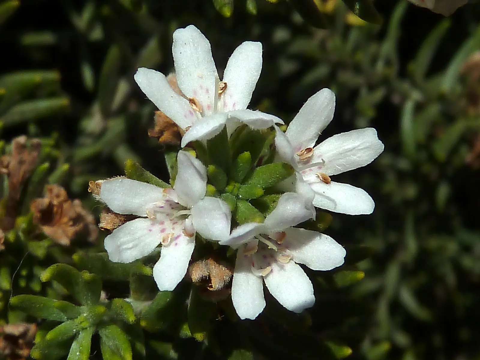 Coast Rosemary (Westringia fruticosa) — Zones 9-11 are optimal for this low-maintenance, versatile plant; this robust plant typically grows to 4-6 feet in