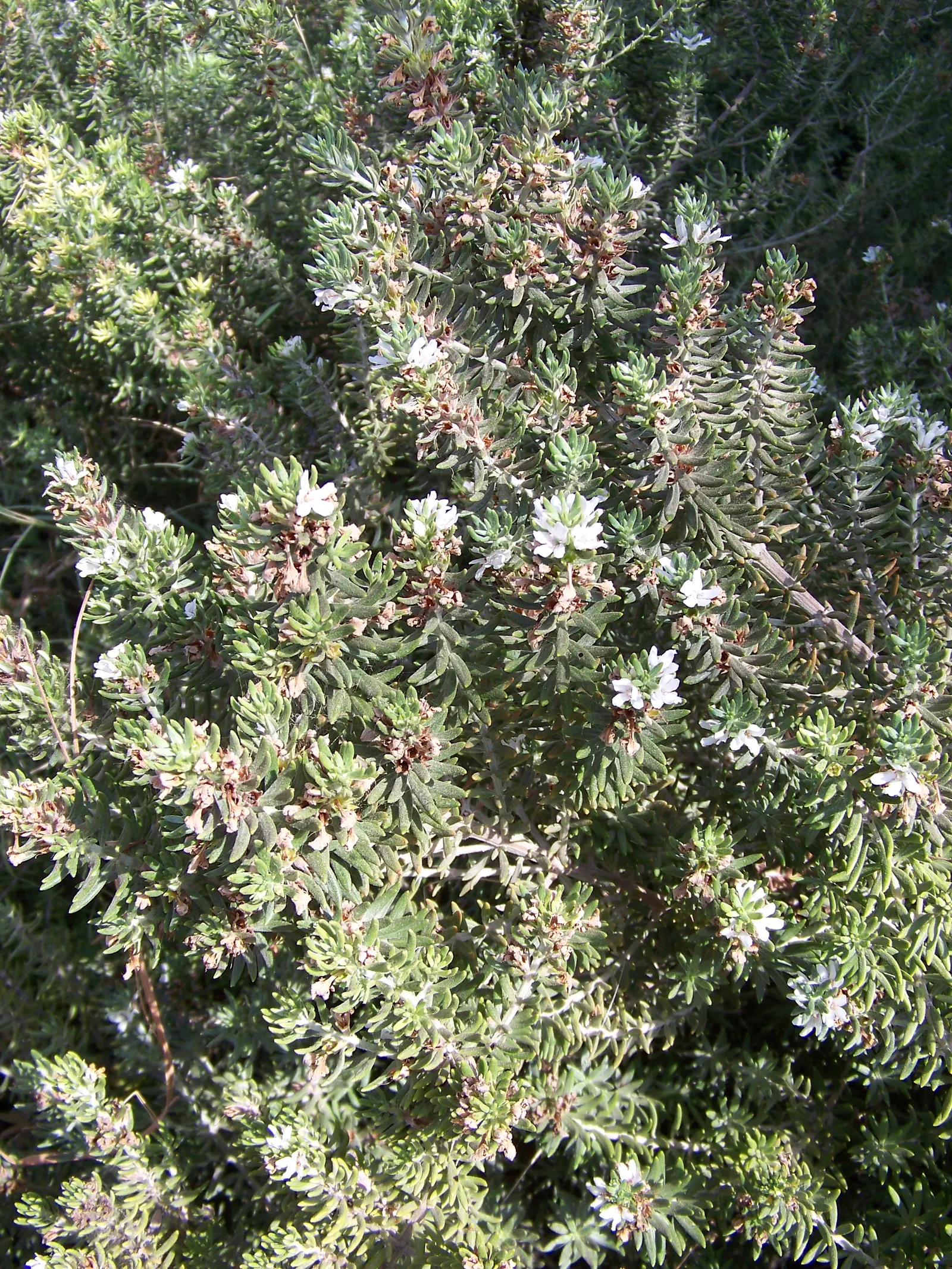 Coast Rosemary (Westringia fruticosa) — an ideal choice for seaside gardens