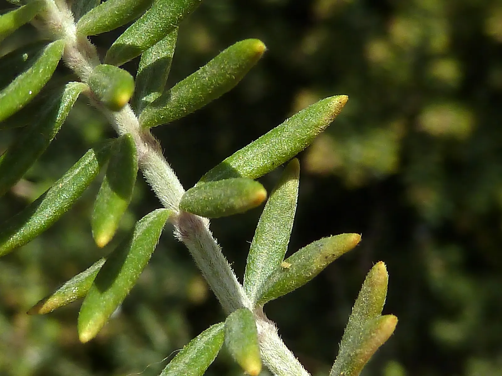 Coast Rosemary (Westringia fruticosa) — offering year-round foliage and structure