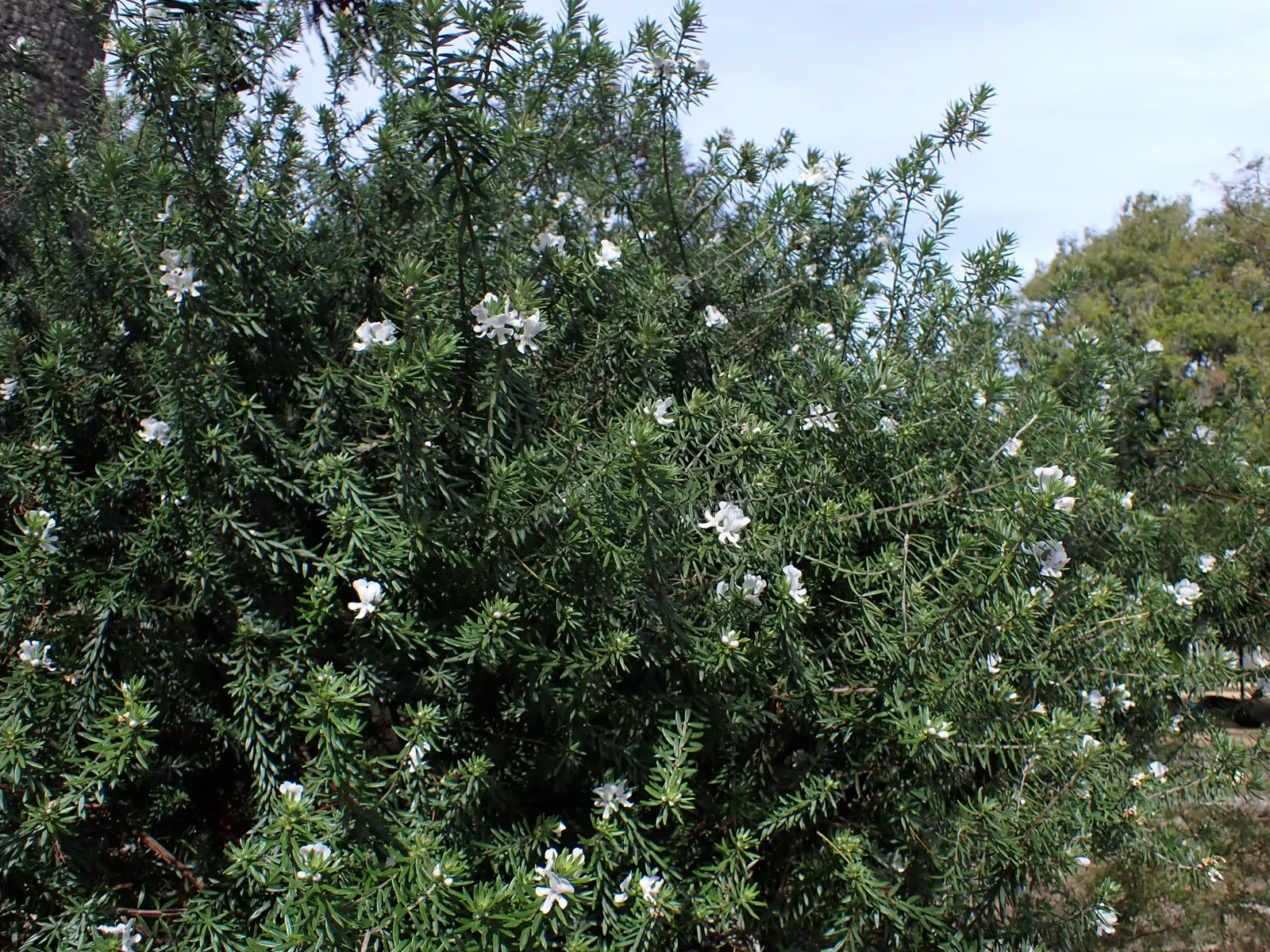 Coast Rosemary (Westringia fruticosa) — white to light-lavender blooms; this robust plant typically grows to 4-6 feet in height and width