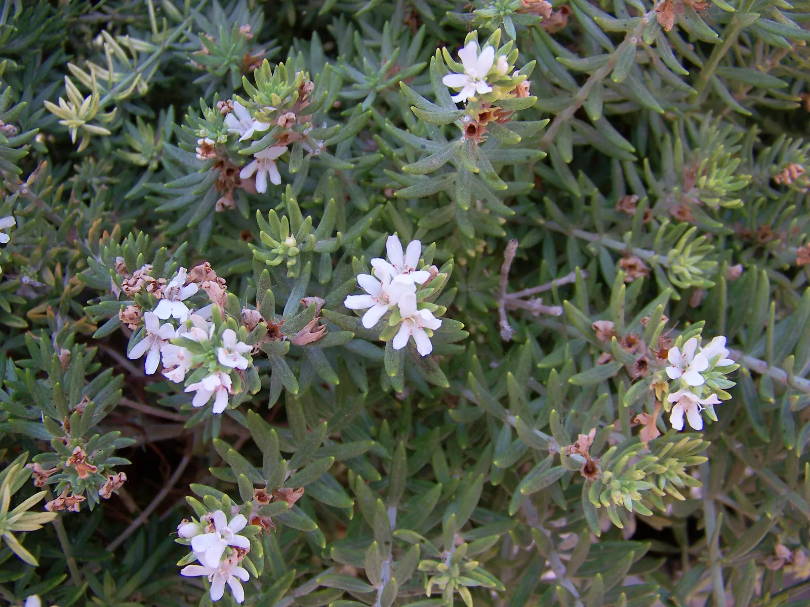 Coast Rosemary (Westringia fruticosa) — This evergreen shrub thrives in full sun to partial shade, growing 3 to 6 feet tall and wide