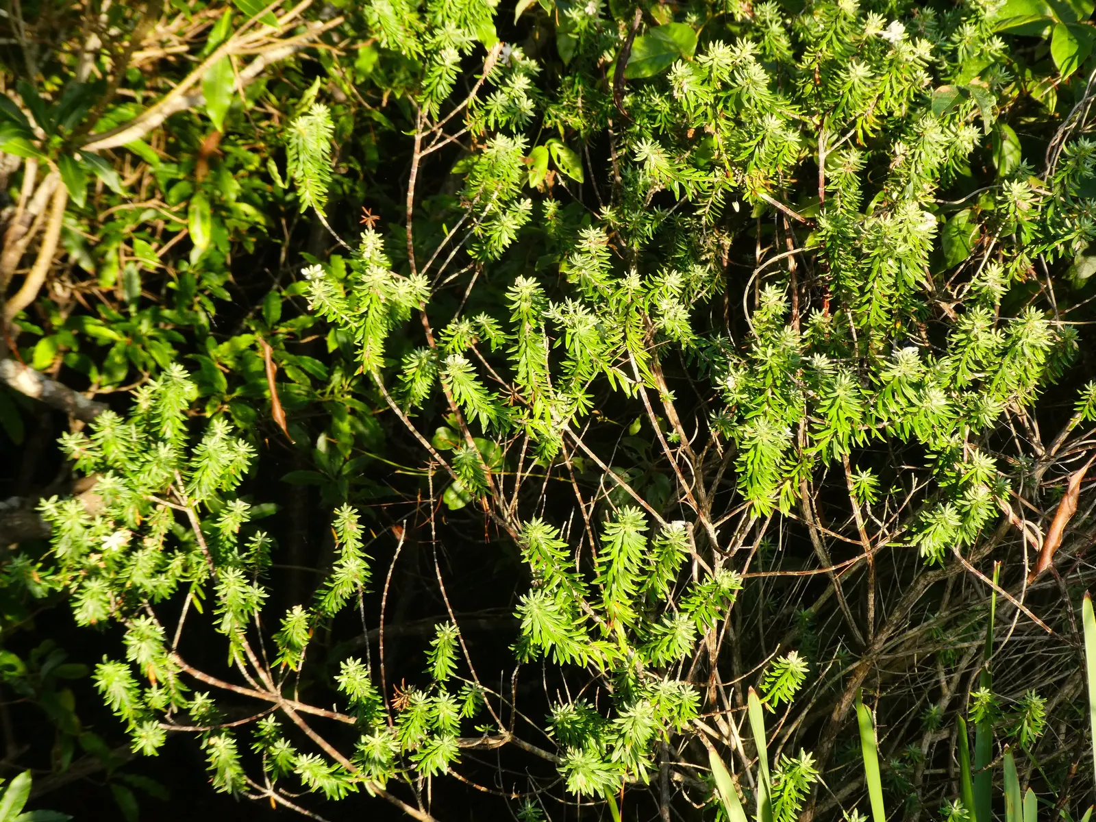 Coast Rosemary (Westringia fruticosa) — white-fuzzy texture on the underside; offering year-round foliage and structure