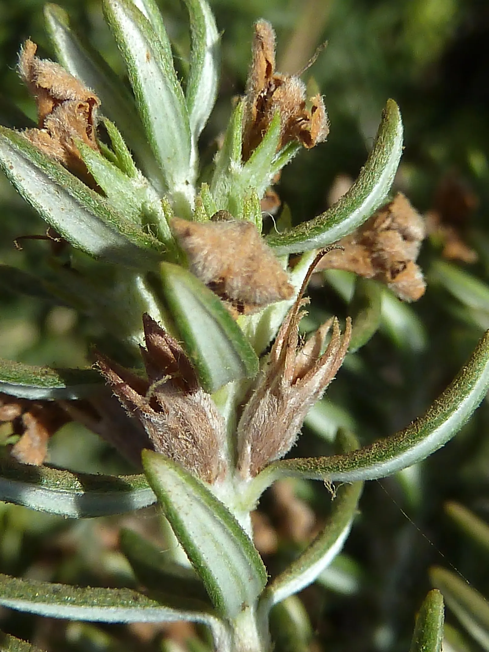 Coast Rosemary (Westringia fruticosa) — shrub with white blooms