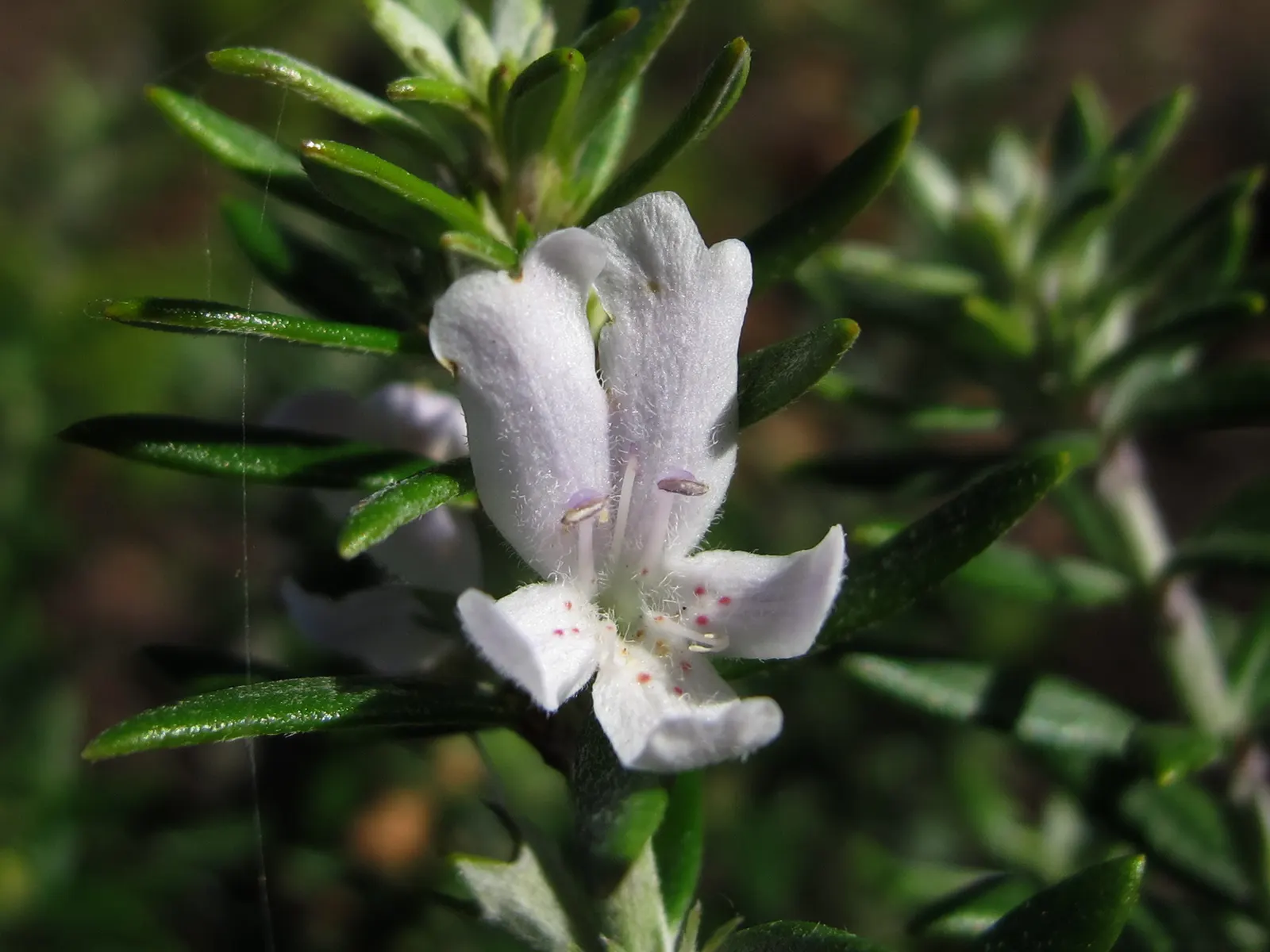 Coast Rosemary (Westringia fruticosa) — requires minimal watering; this robust plant typically grows to 4-6 feet in height and width