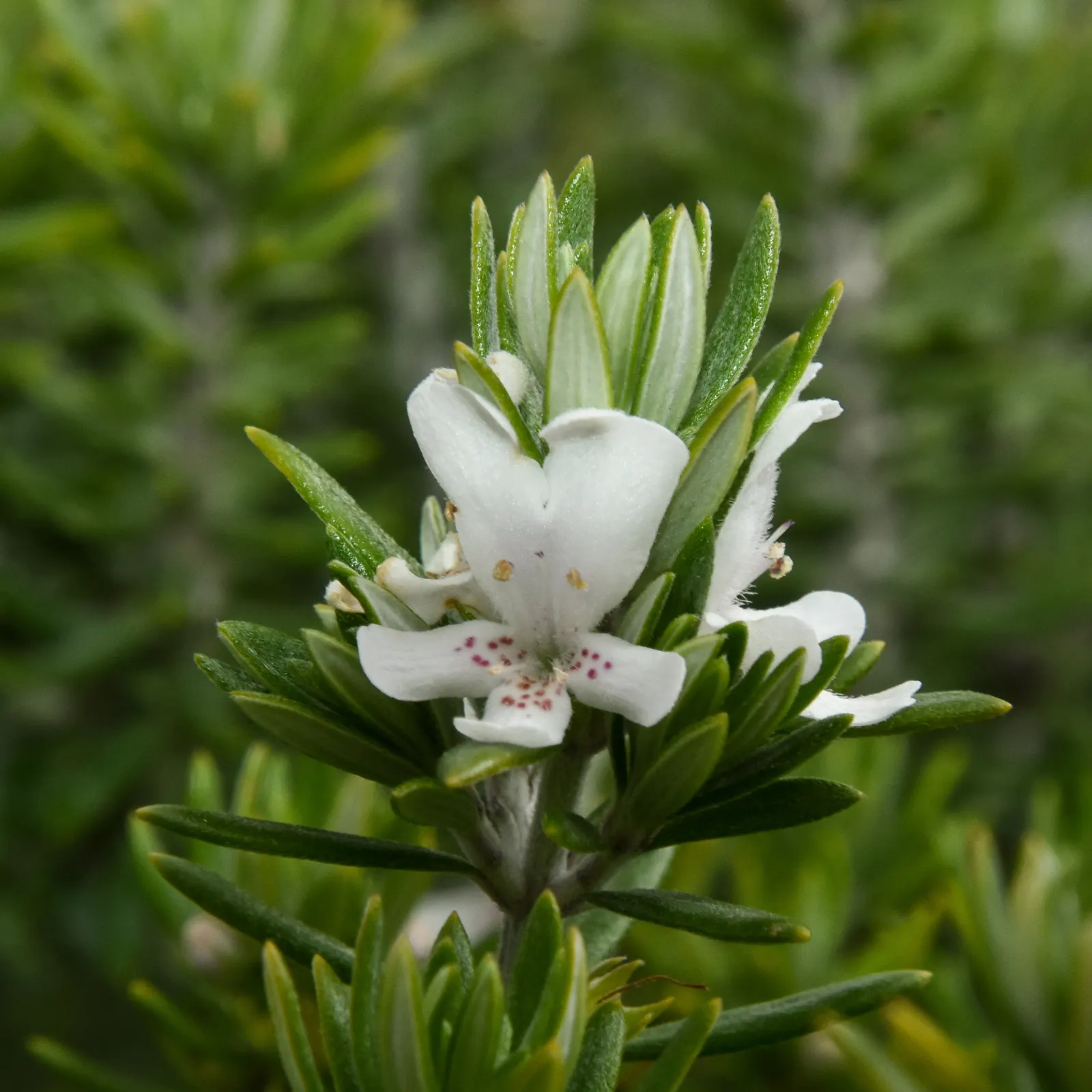 Coast Rosemary (Westringia fruticosa) — offering both aesthetic appeal and functionality