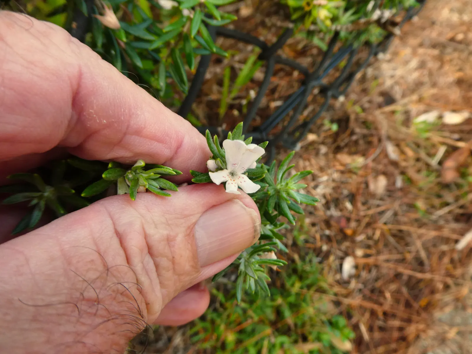 Coast Rosemary (Westringia fruticosa) — this robust plant typically grows to 4-6 feet in height and width