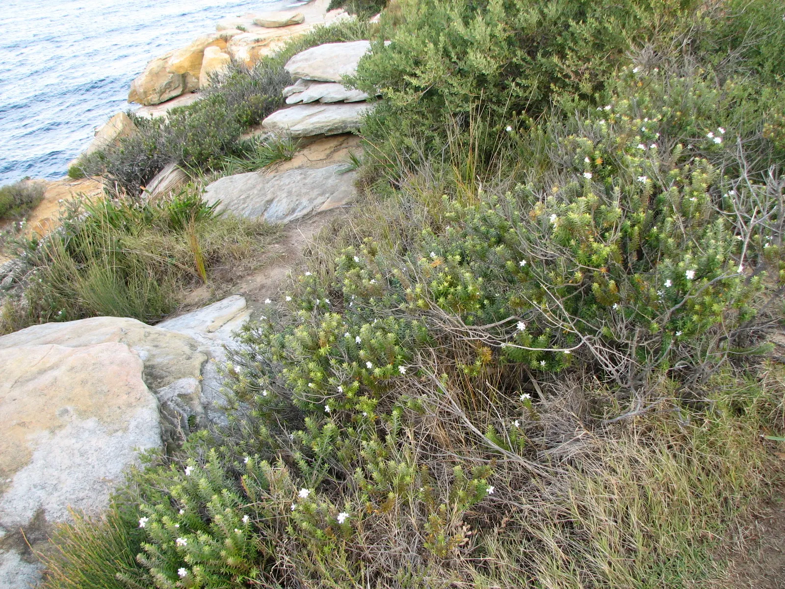 Coast Rosemary (Westringia fruticosa) — This evergreen shrub thrives in full sun to partial shade, growing 3 to 6 feet tall and wide; requires minimal watering