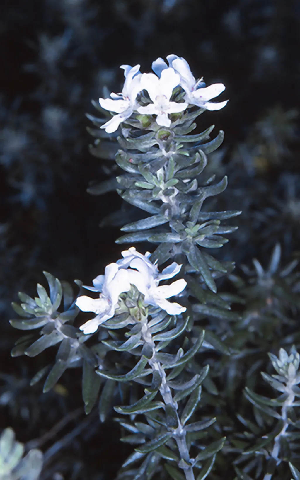 Coast Rosemary (Westringia fruticosa) — white flowers in the garden