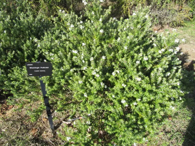 Coast Rosemary (Westringia fruticosa) — Westringia fruticosa serves excellently as a low-maintenance hedge